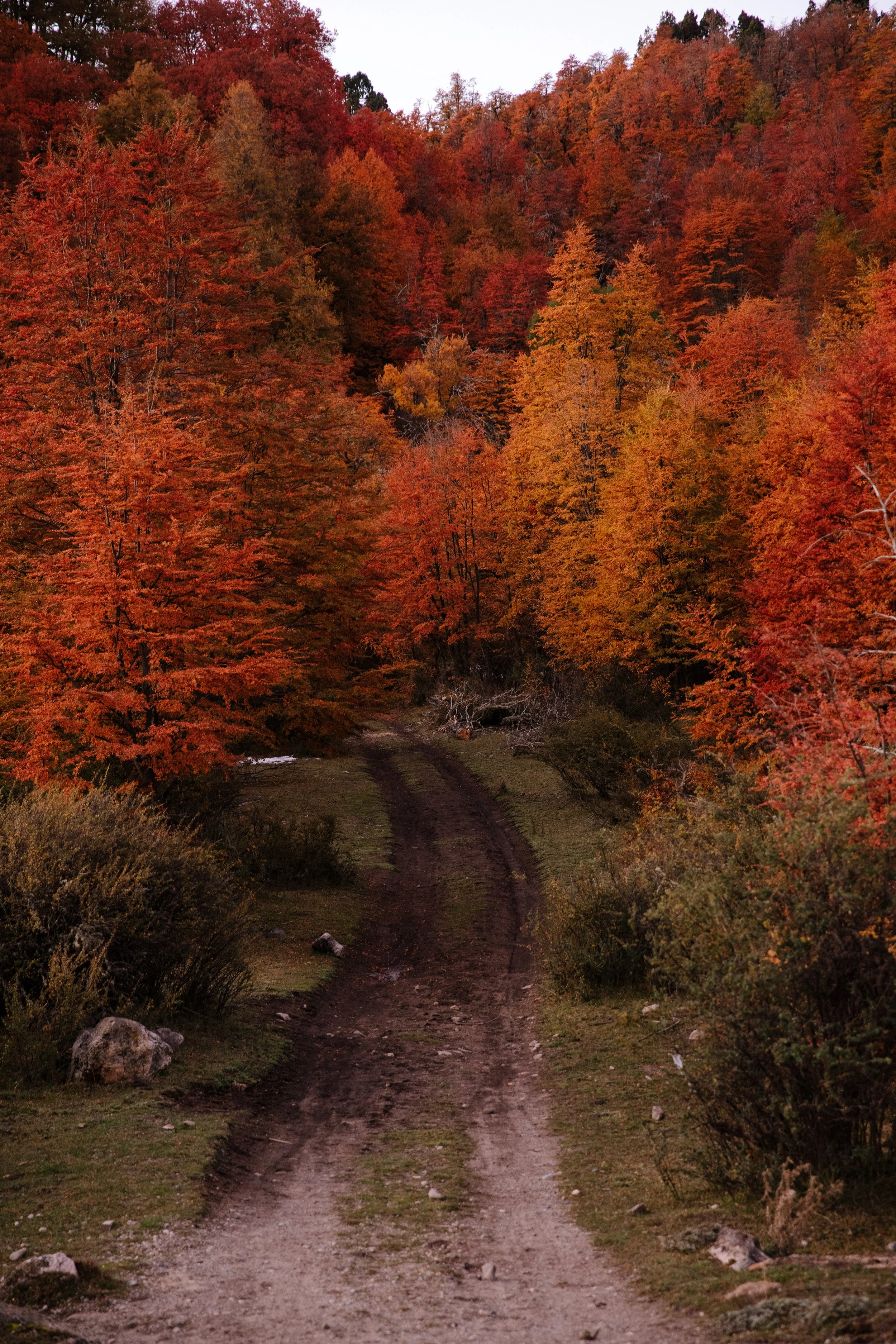 4M5A3735 Photofield.jpg