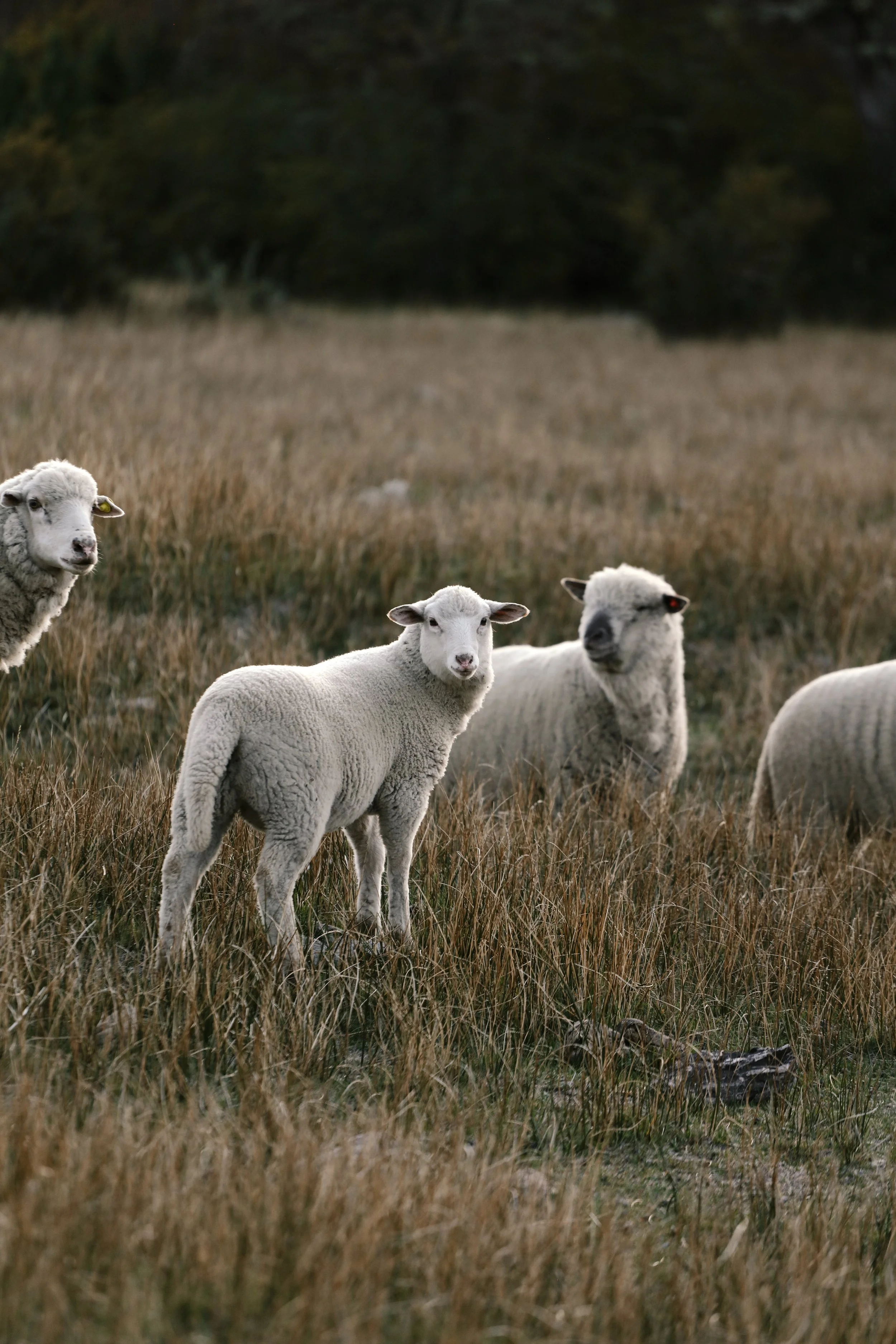 4M5A2089 Photofield.JPG