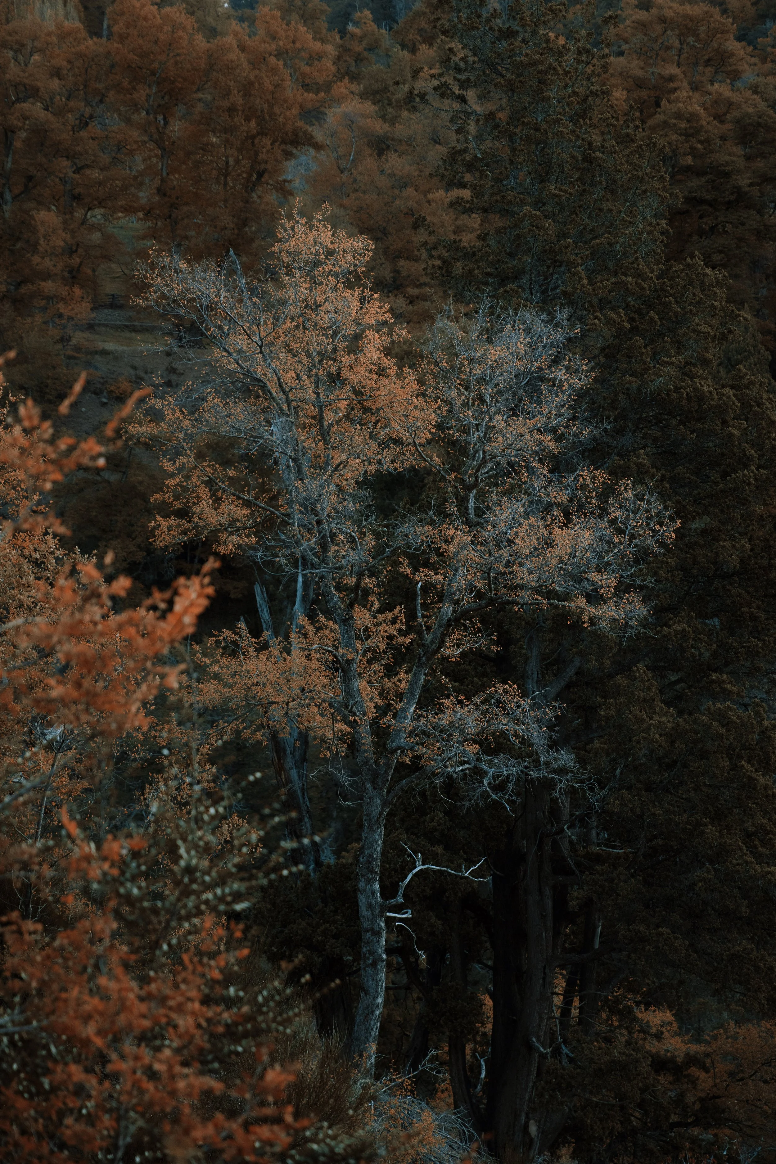 4M5A3701 Photofield.jpg