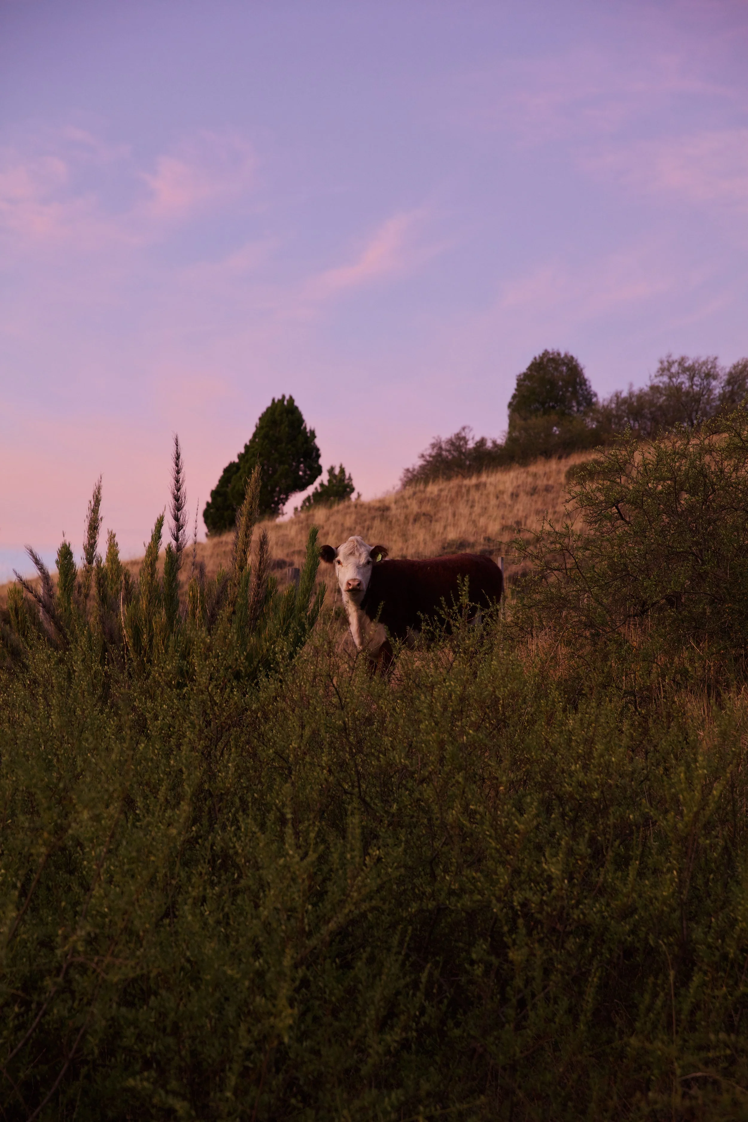 E1780CE7-2A31-4D30-9D92-E1C76ADF2CD8 2.JPG