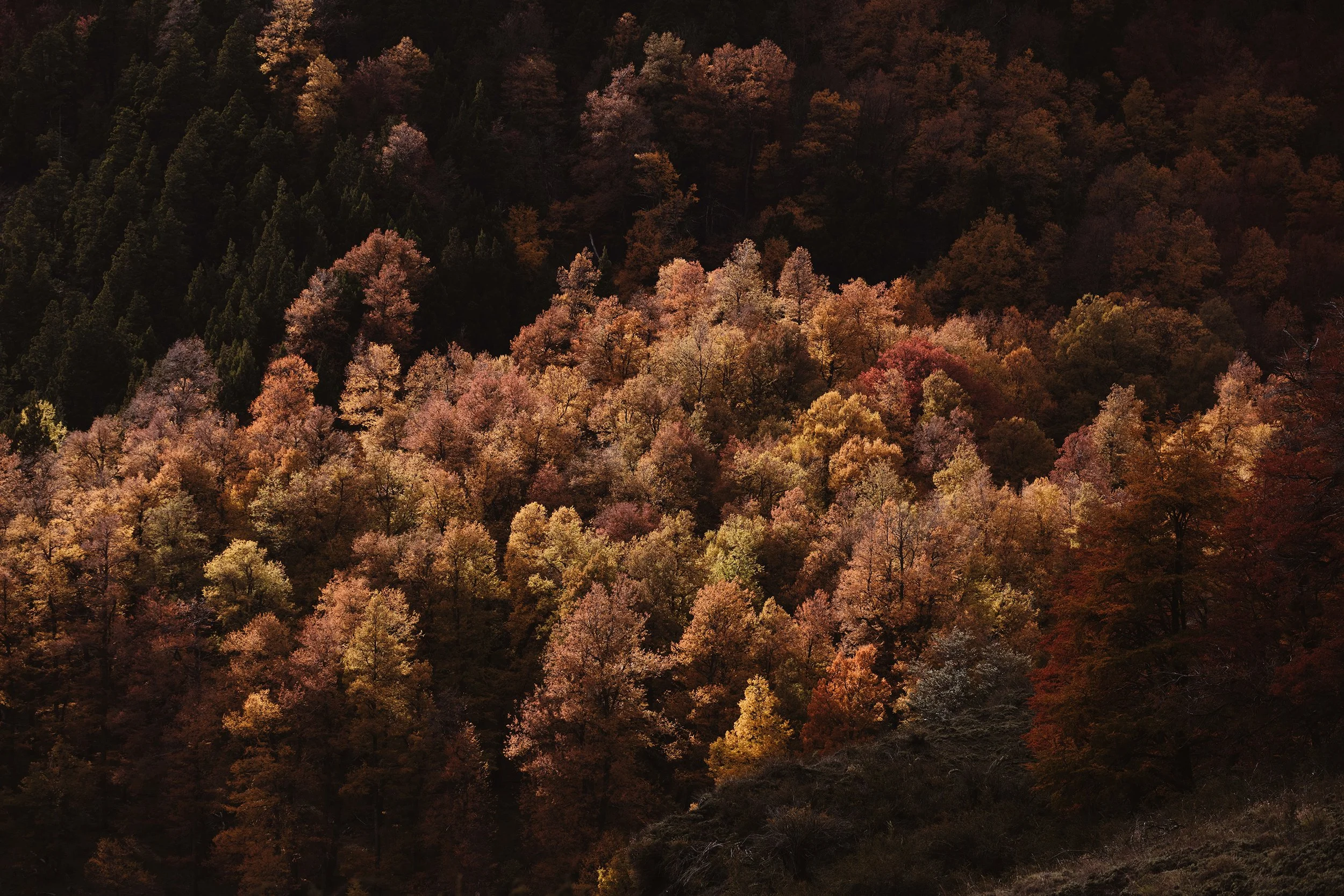 4M5A3774 Photofield.jpg