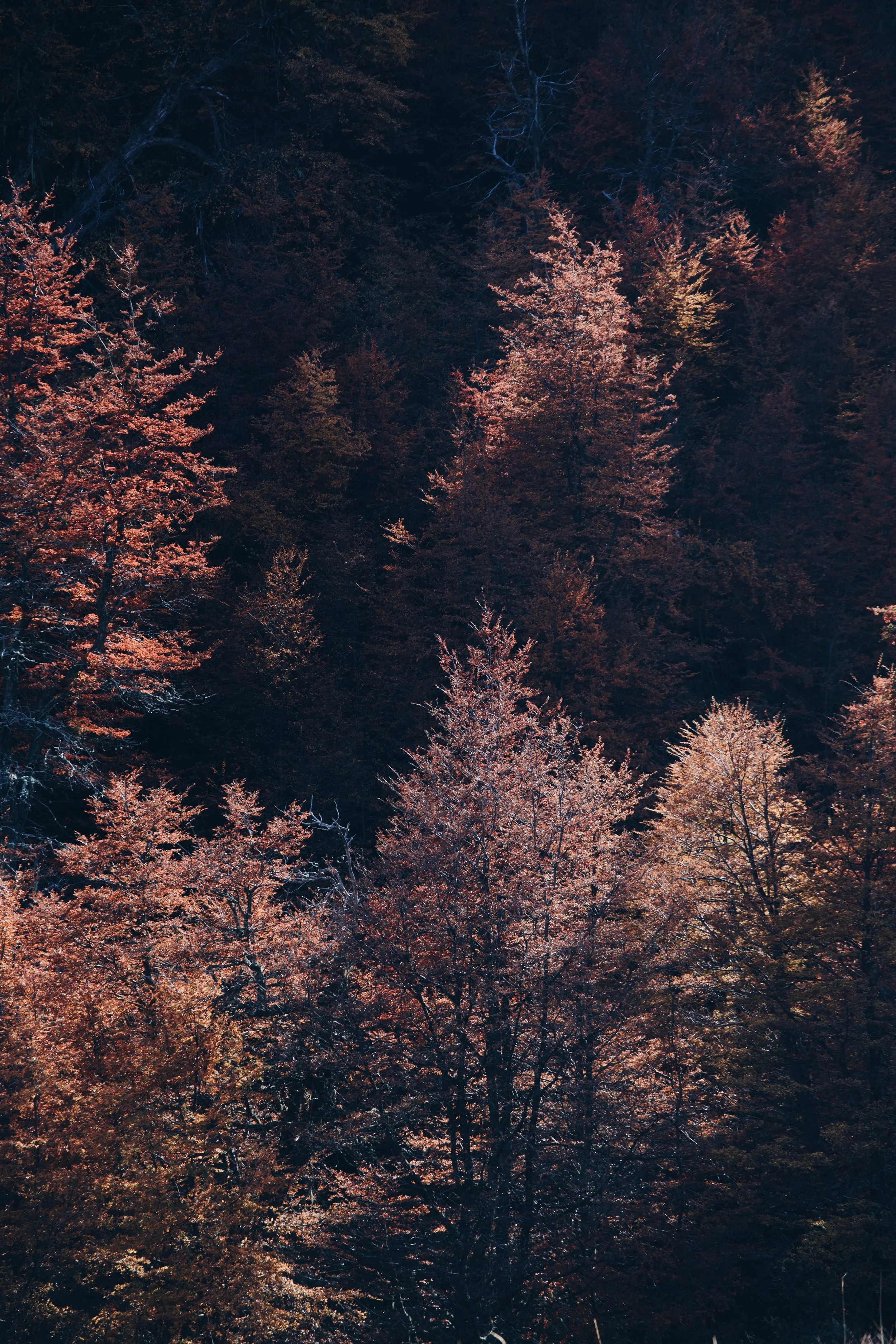 049E66CA-7FFF-41EA-9565-DB3E5CF30DB3 Photofield 2.JPG