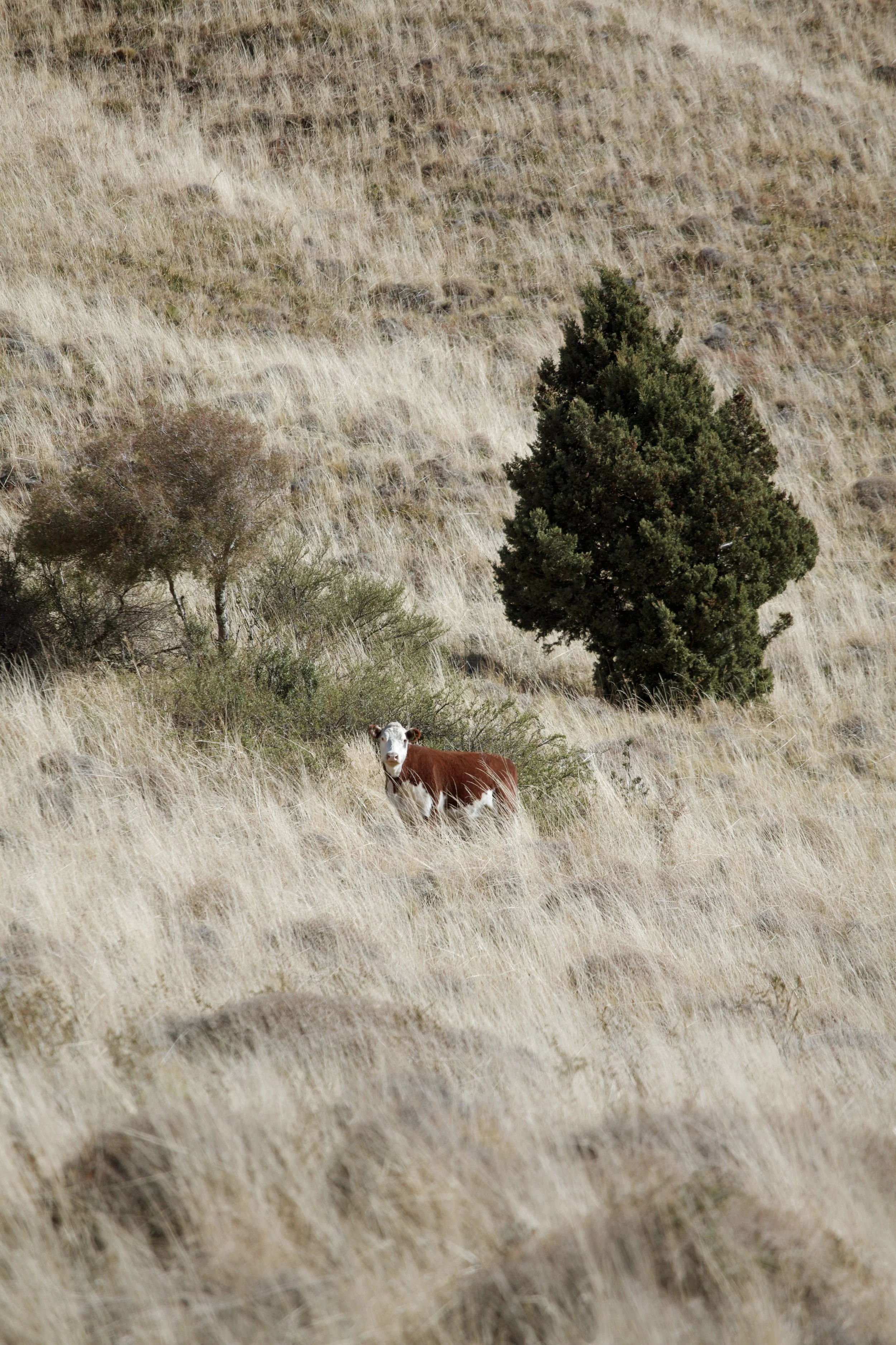 4M5A2987 Photofield.jpg