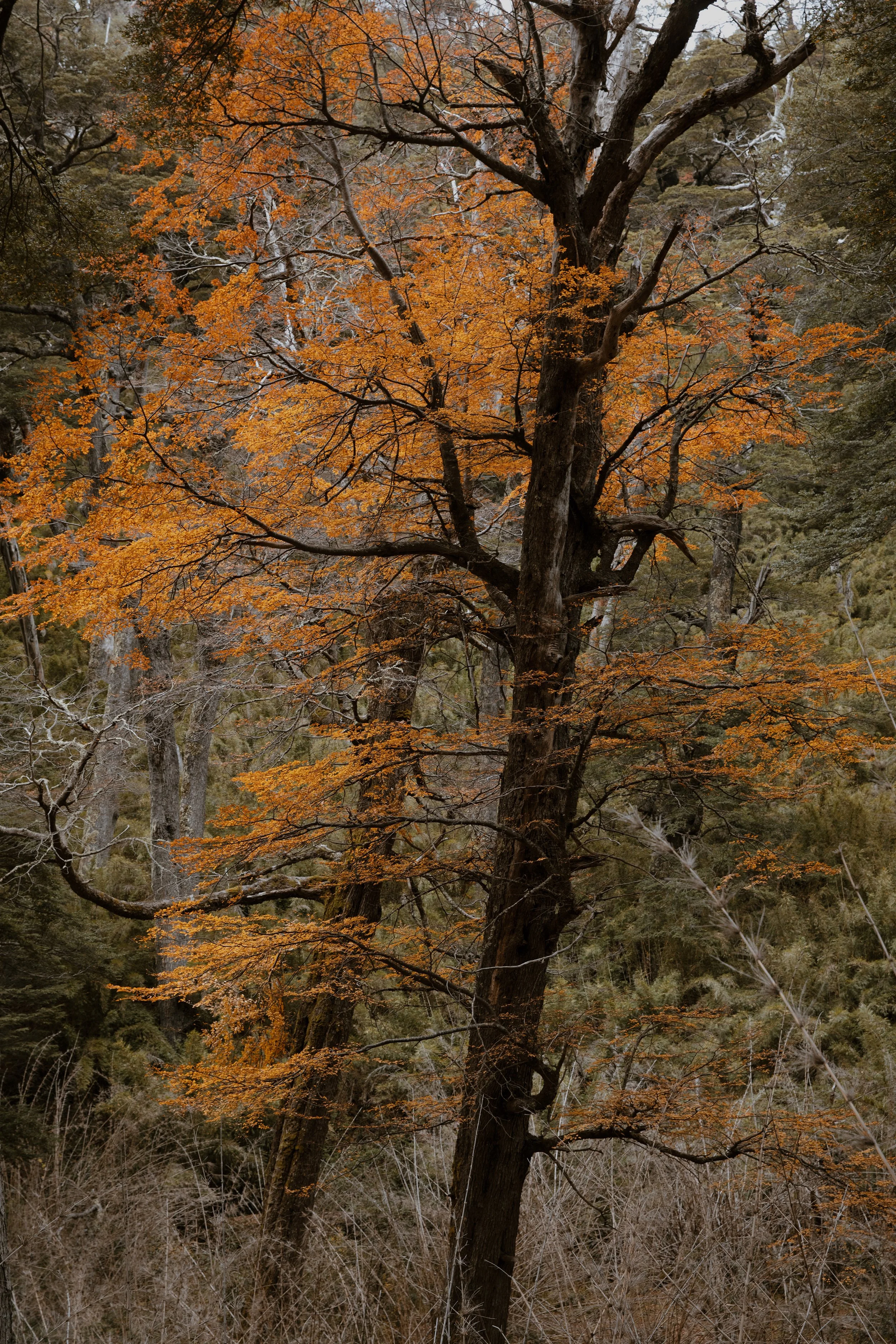 4M5A4250 Photofield 2.jpg