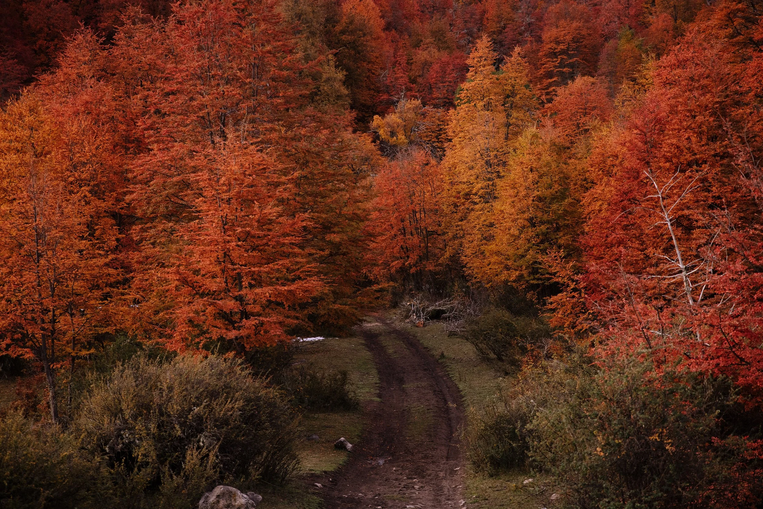 4M5A3734 Photofield.jpg