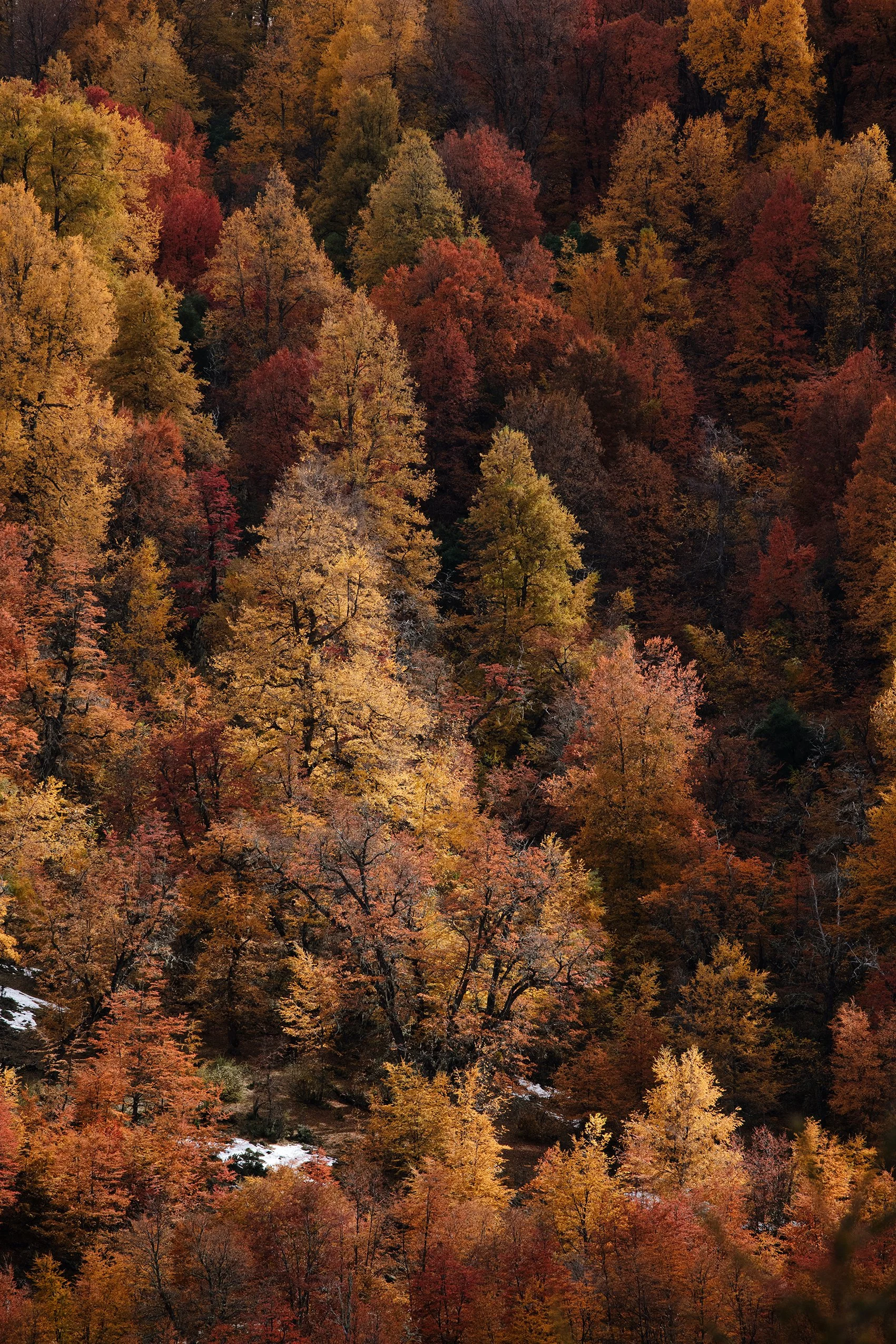 4M5A3773 Photofield.jpg