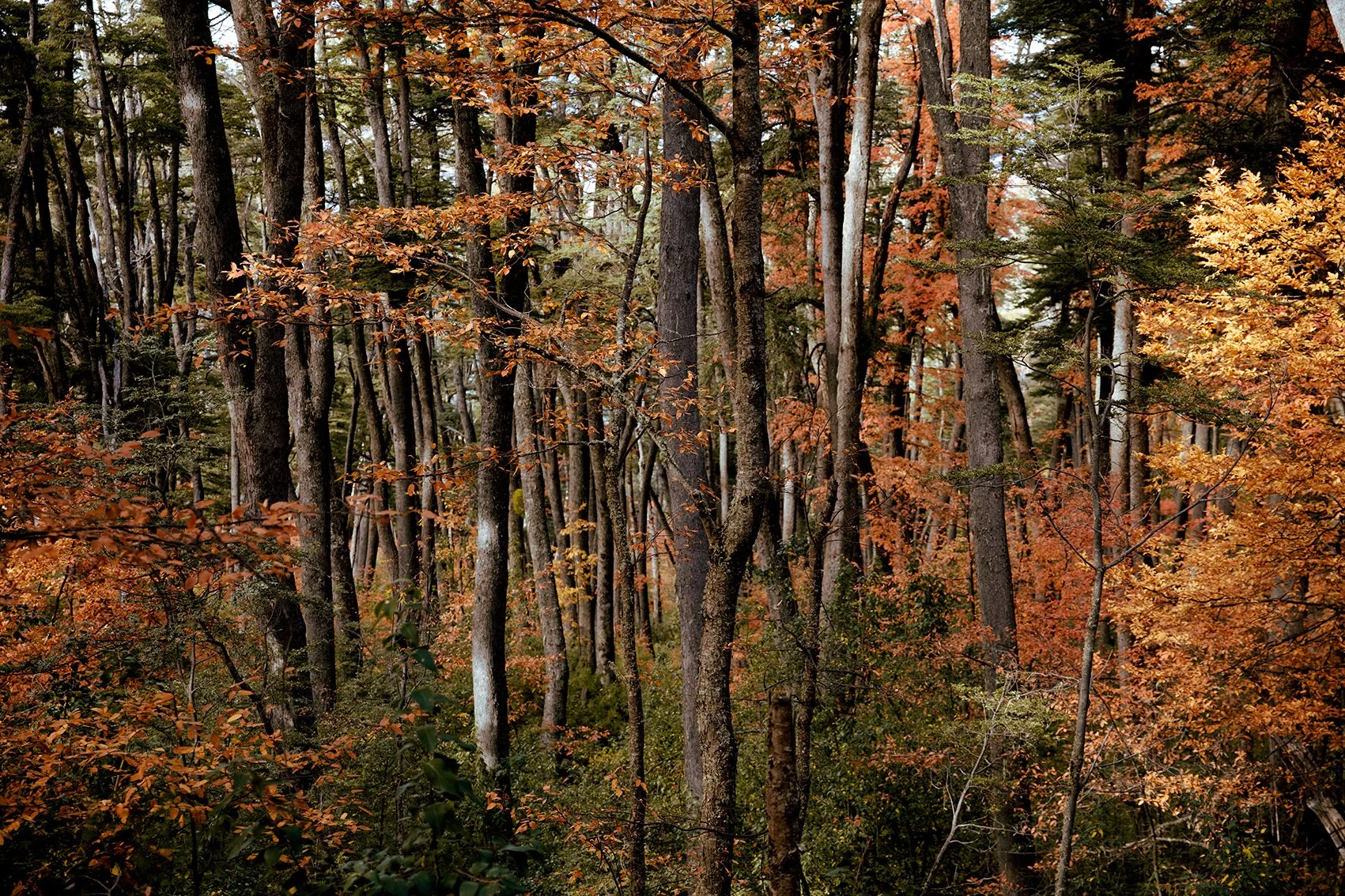 4M5A4400 Photofield (2).jpg