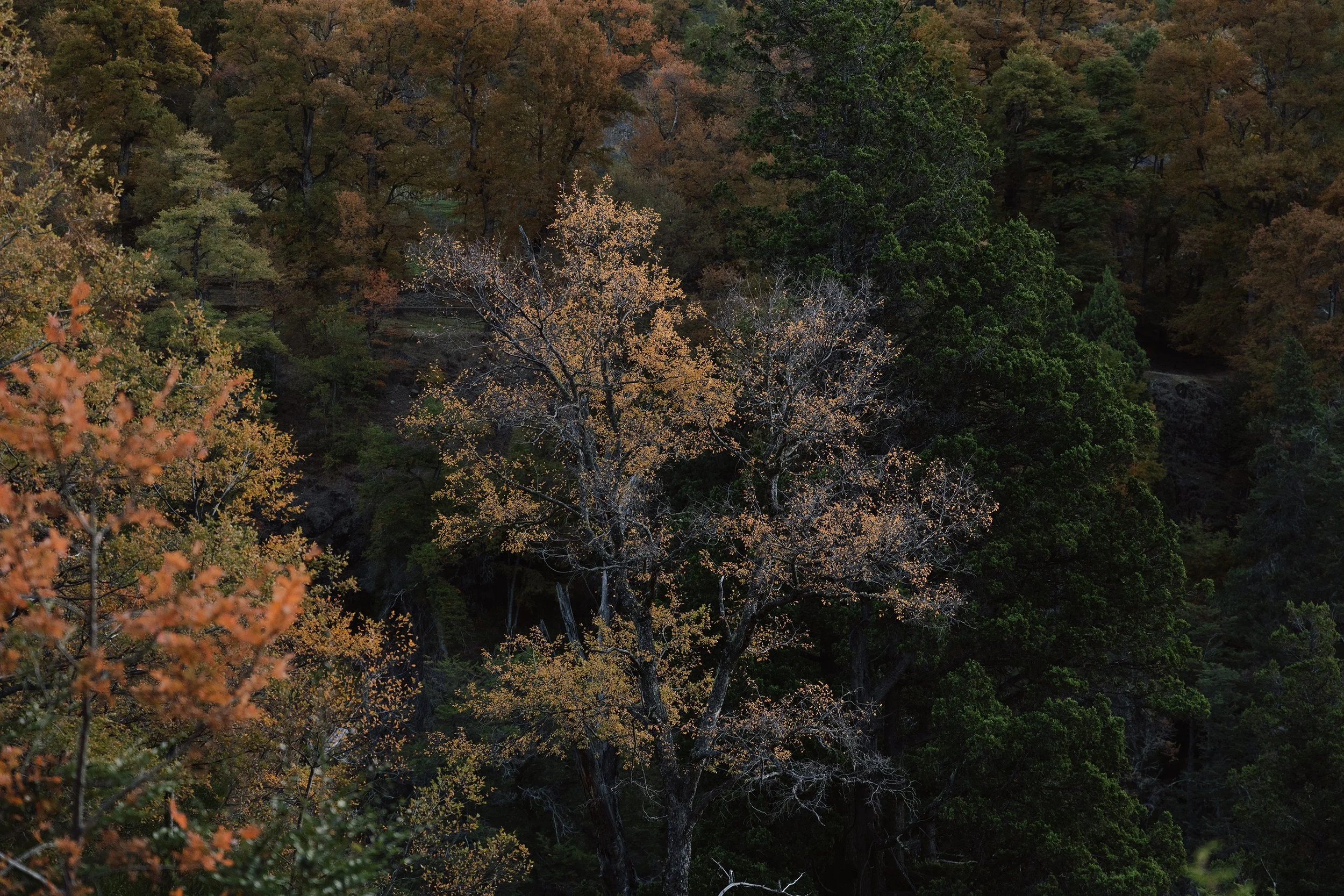 4M5A3700 Photofield.jpg