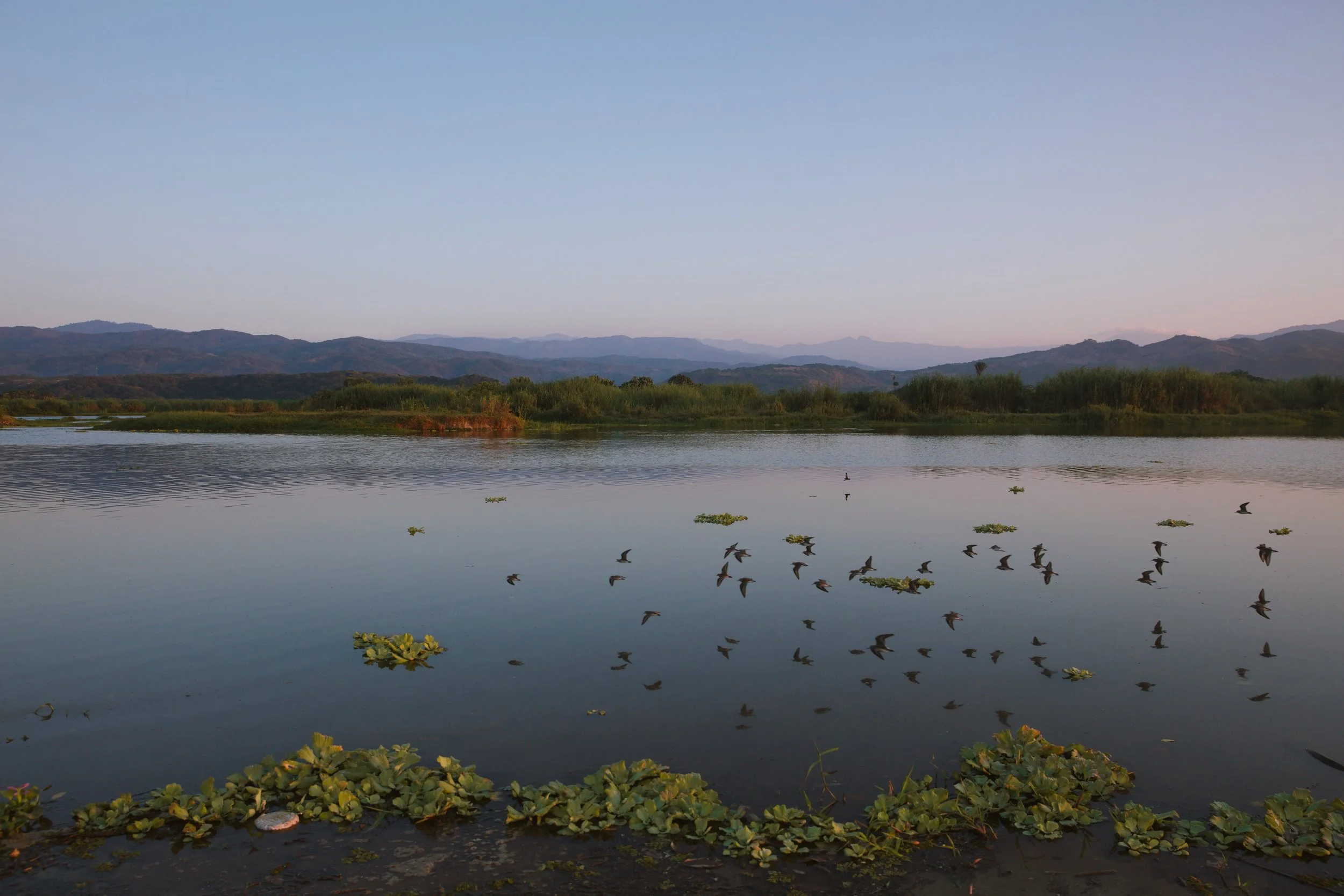 4M5A6255 Photofield.JPG