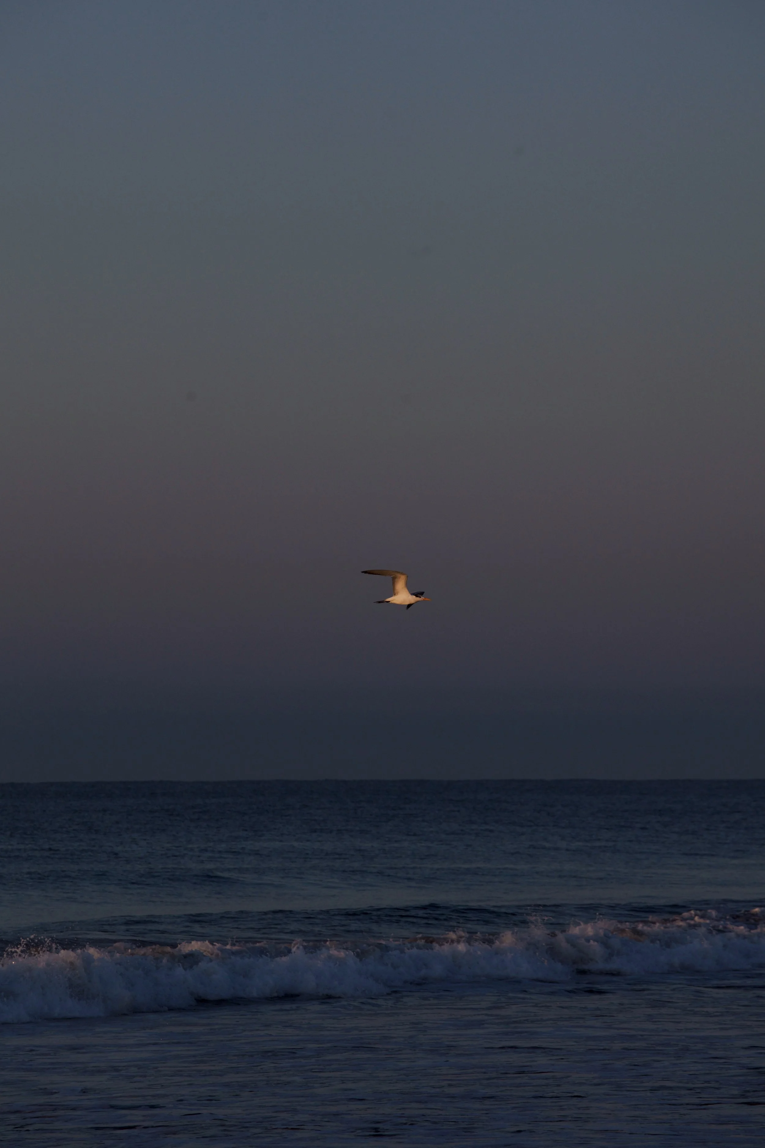 4M5A5998 Photofield.jpg