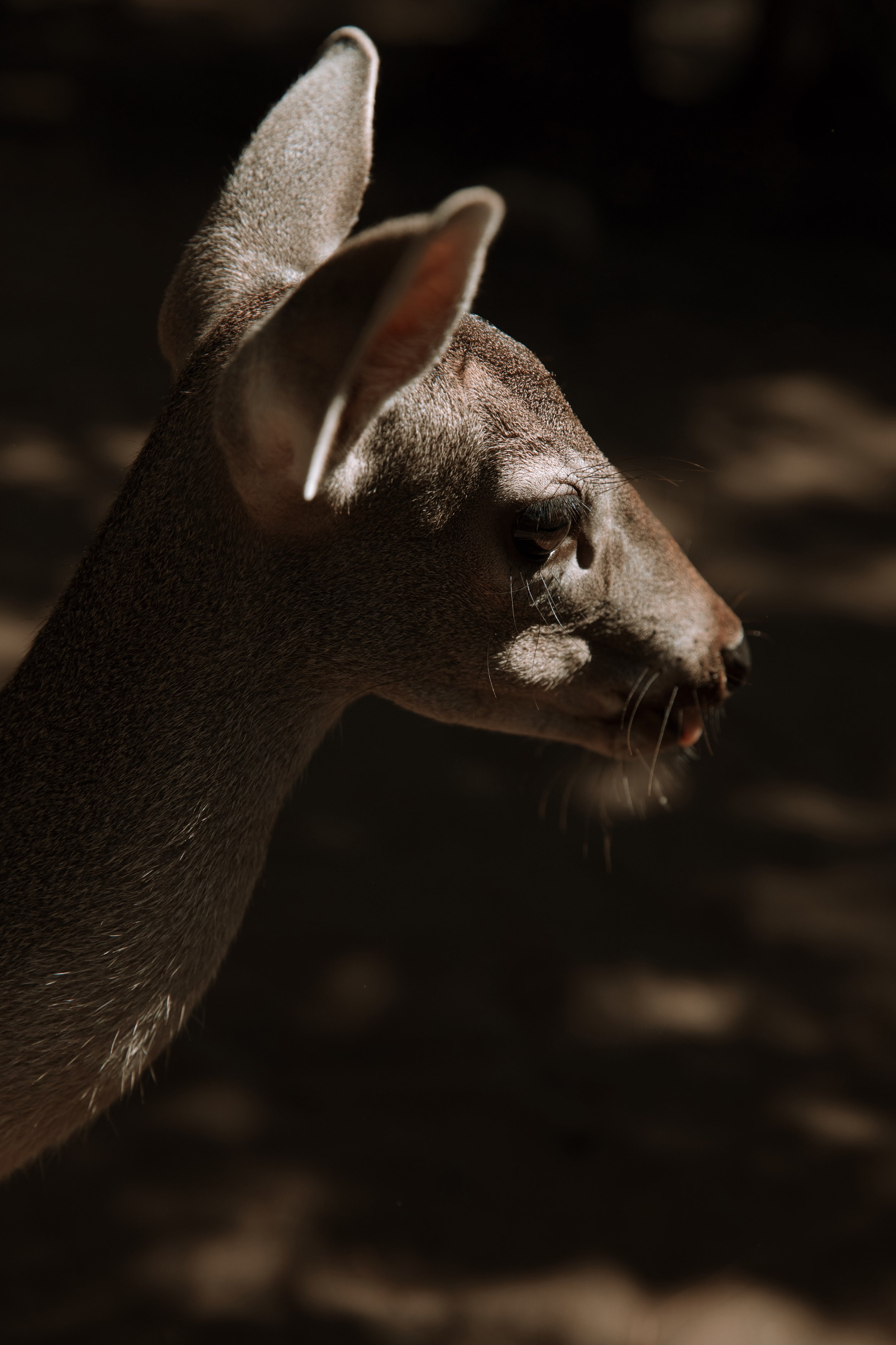 4M5A2989 Photofield.JPG