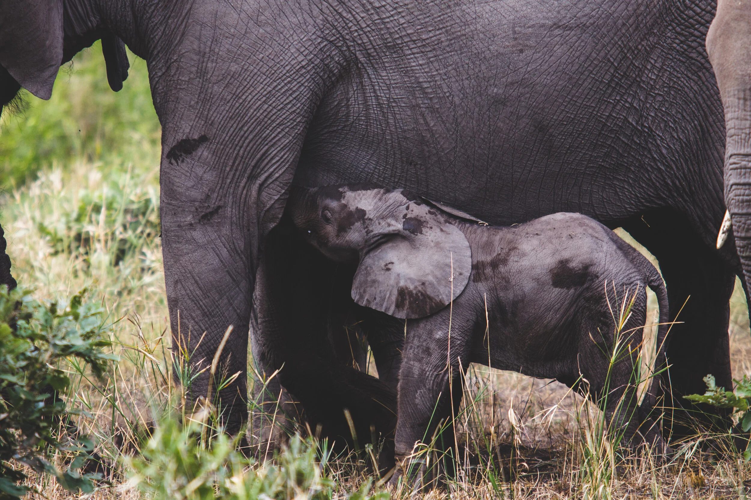 Copy of IMG_8386.jpg