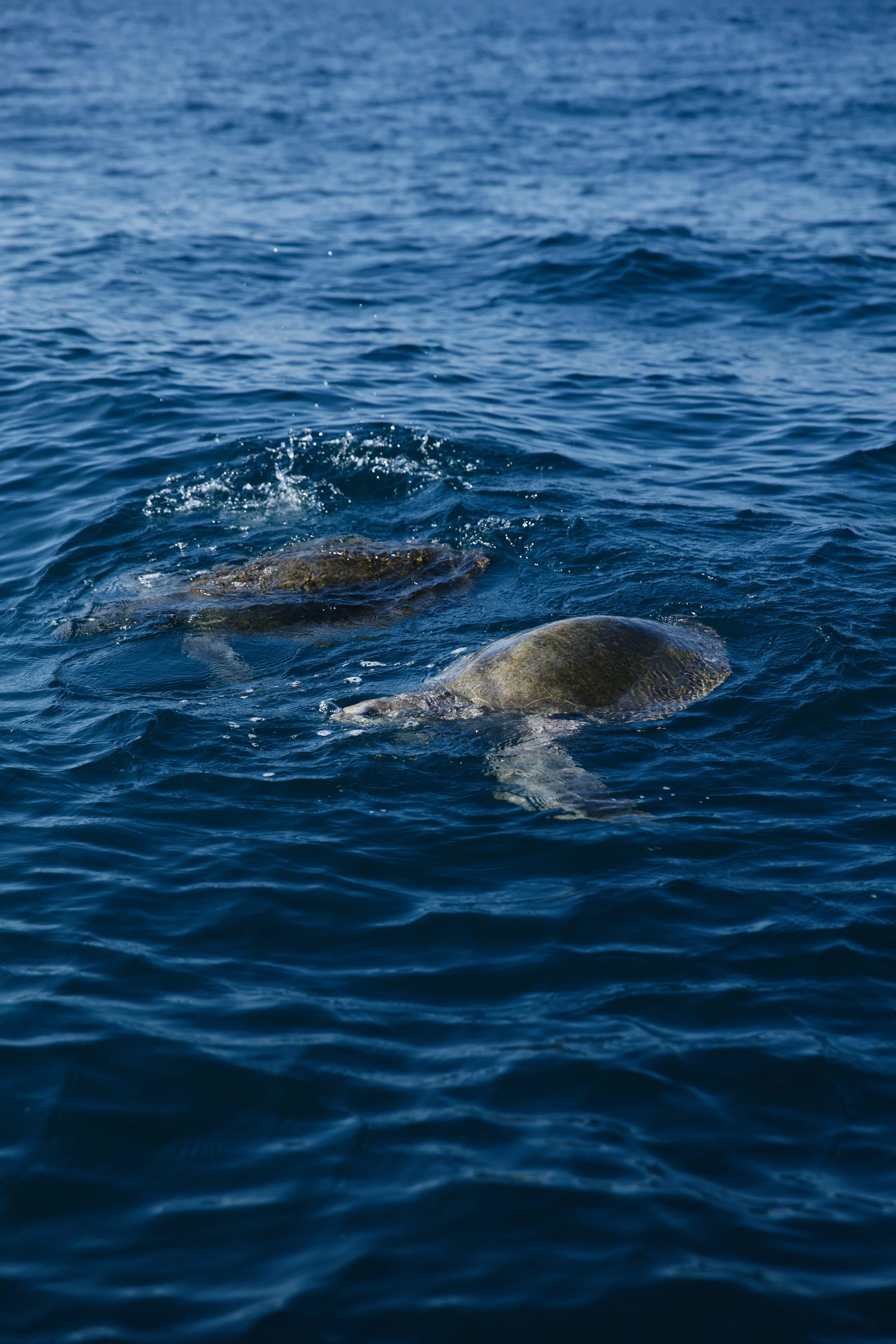 38C209E4-B904-45F0-83E6-0B83CA4EDE75 2.JPG