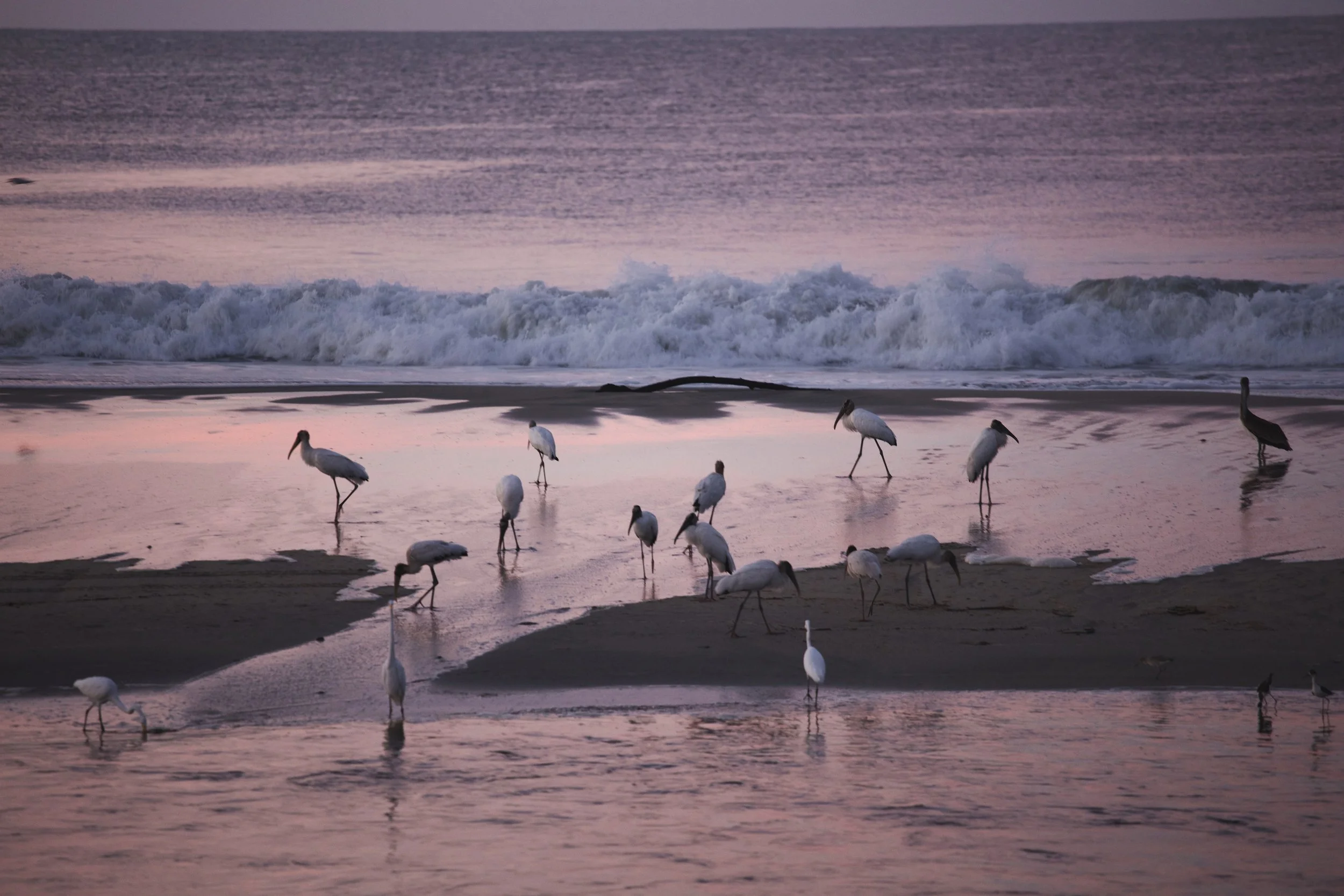 4M5A1558 Photofield.JPG