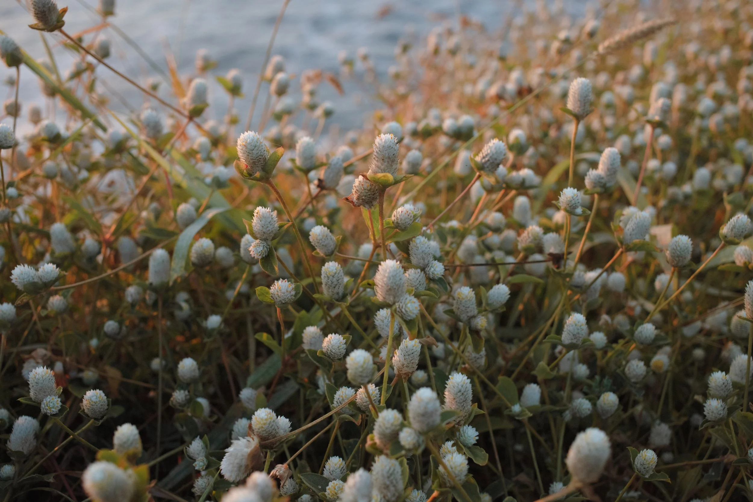 4M5A2766 Photofield.JPG