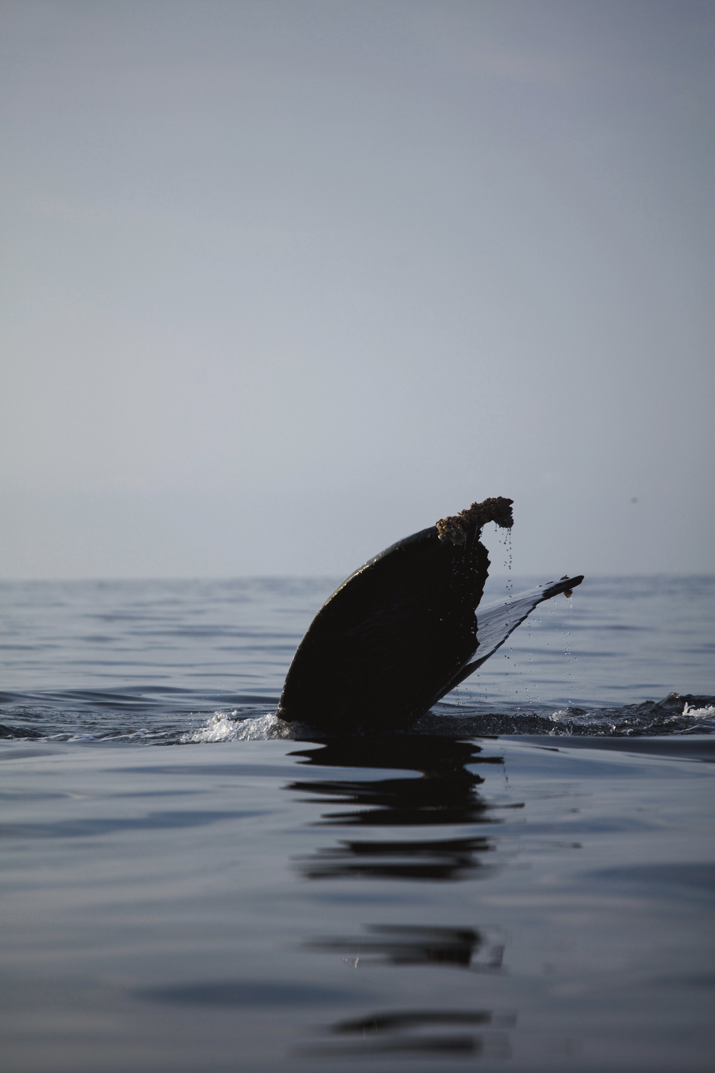 4M5A3756 Photofield.jpg