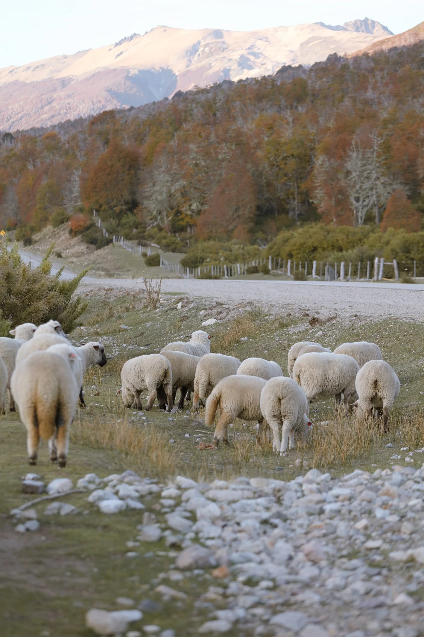 4M5A2102 Photofield.jpg