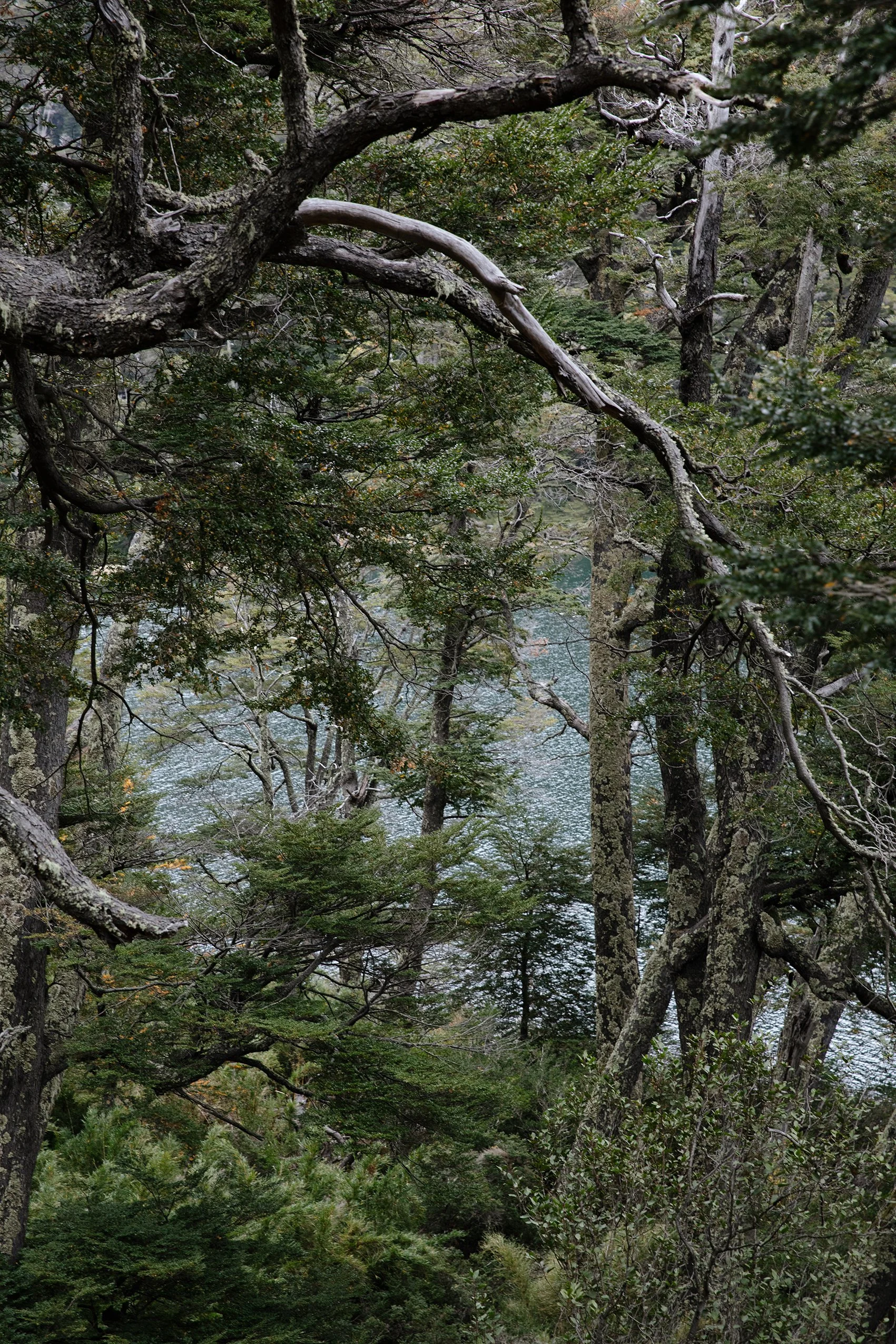 4M5A4226 Photofield 2.jpg