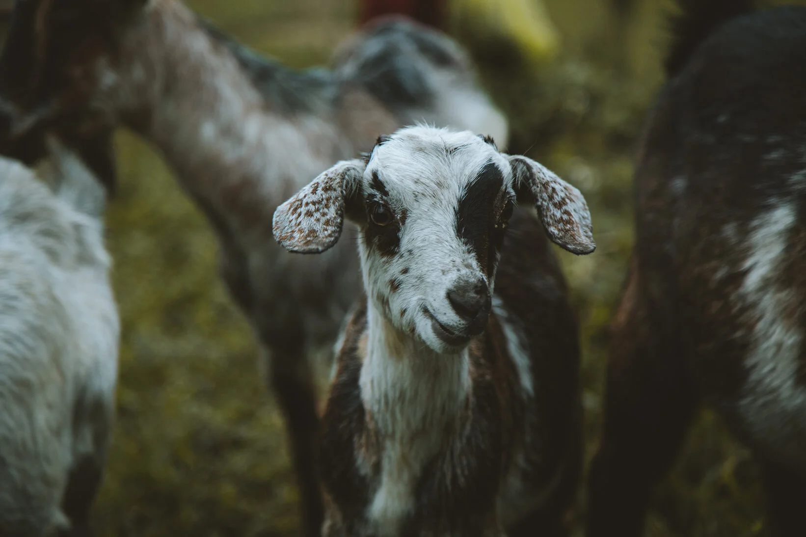 IMG_7635-3 copia.jpg