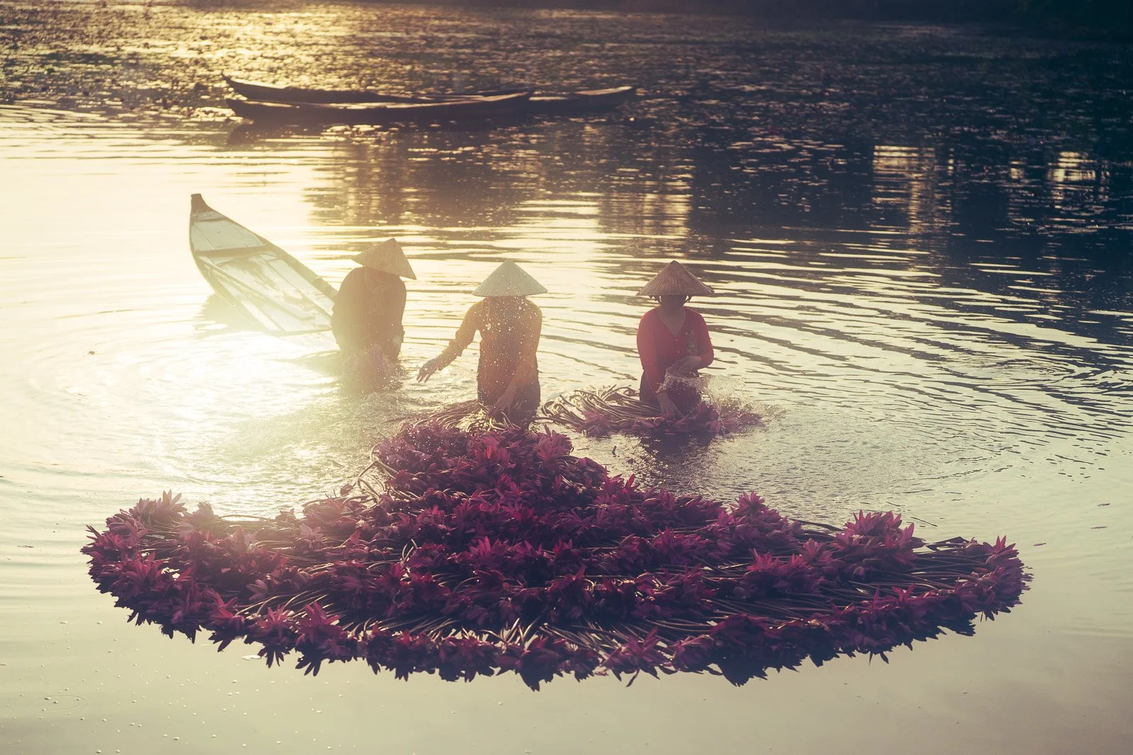 Workers-harvesting-water-lilies-in-river-at-sunrise-.jpg