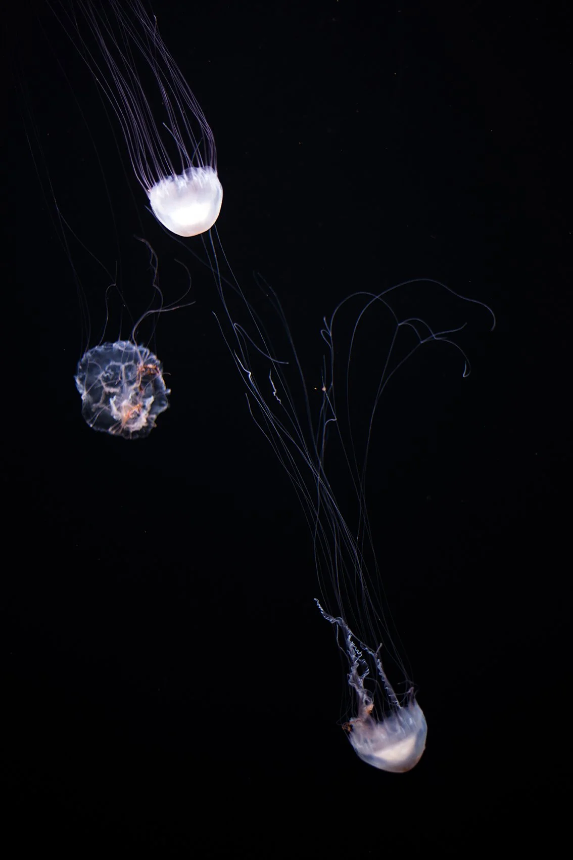 IMG_5821_50x75_dani fuks.jpg