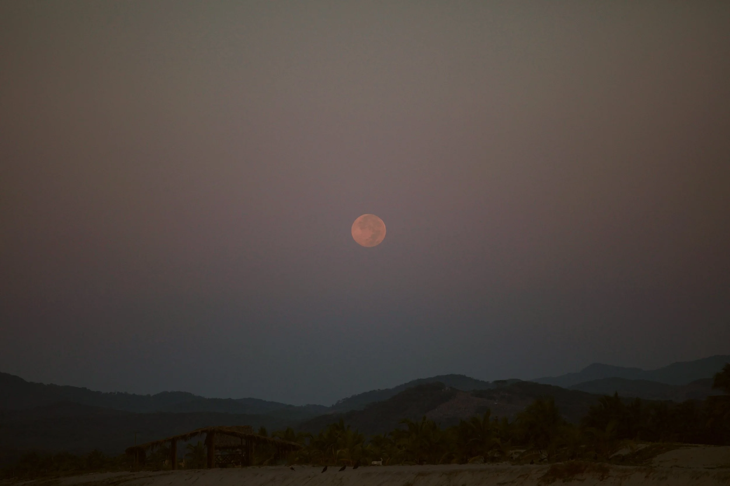 4M5A6204 Photofield 2.JPG