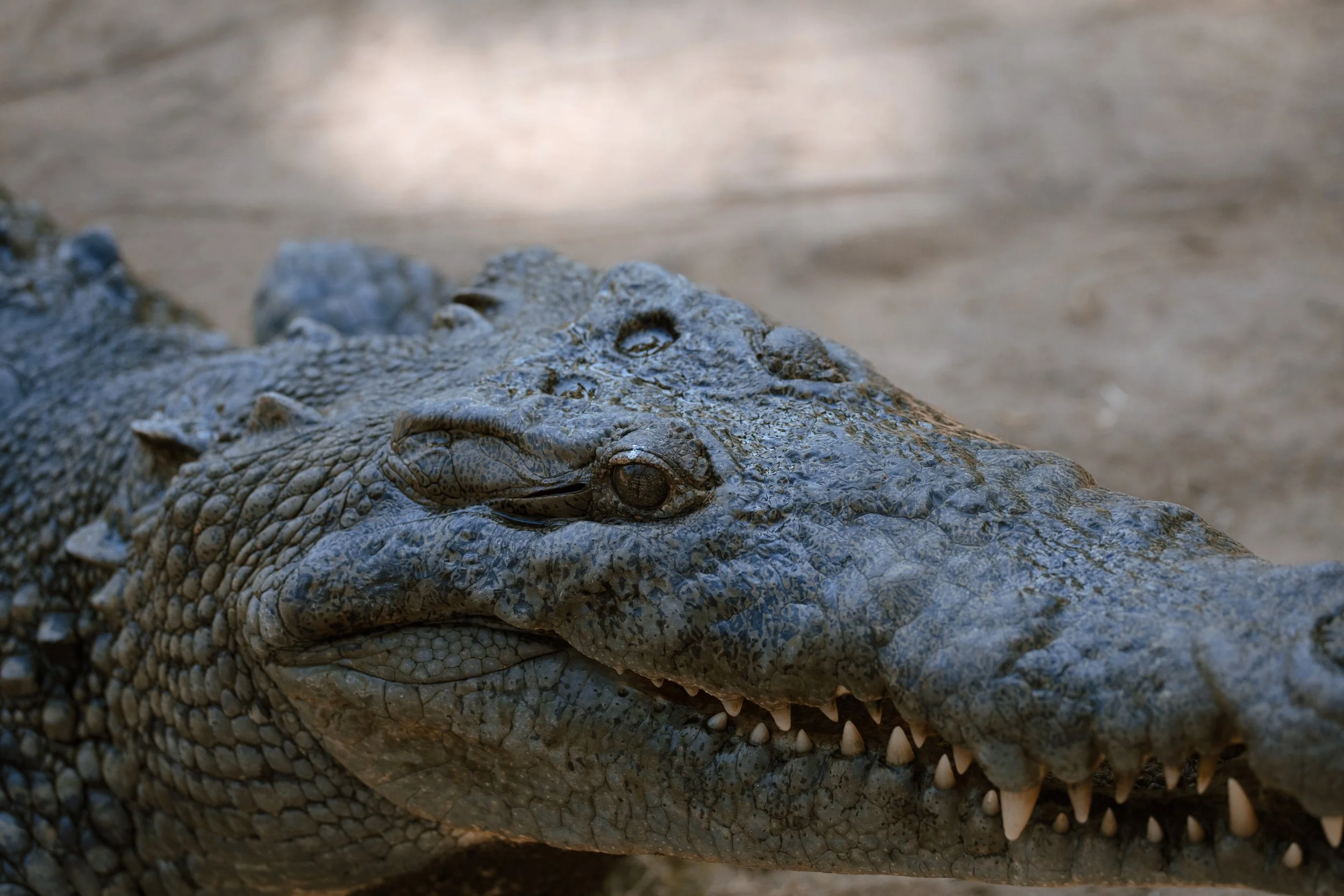 4M5A2960 Photofield.JPG