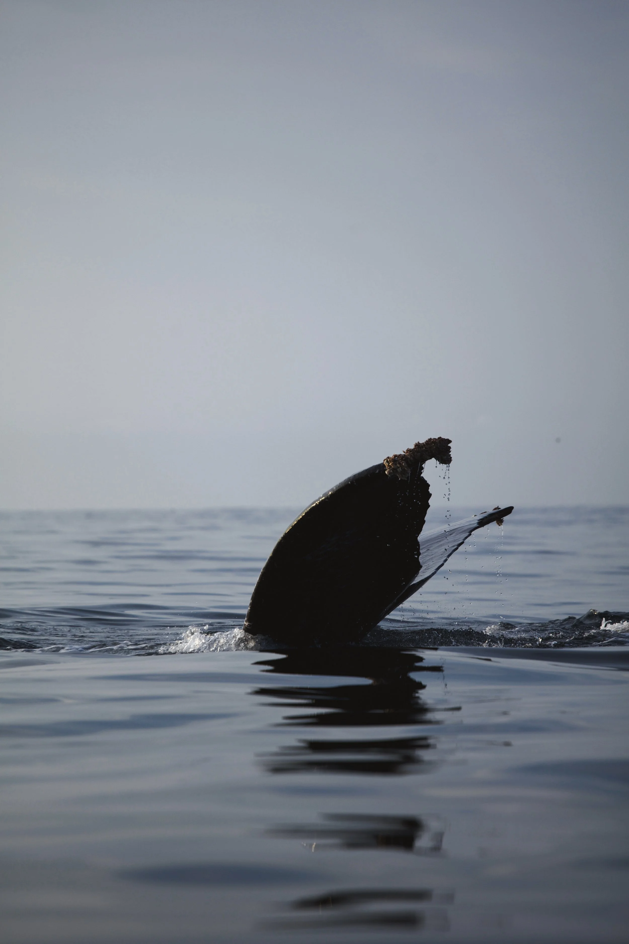 4M5A3756 Photofield.jpg