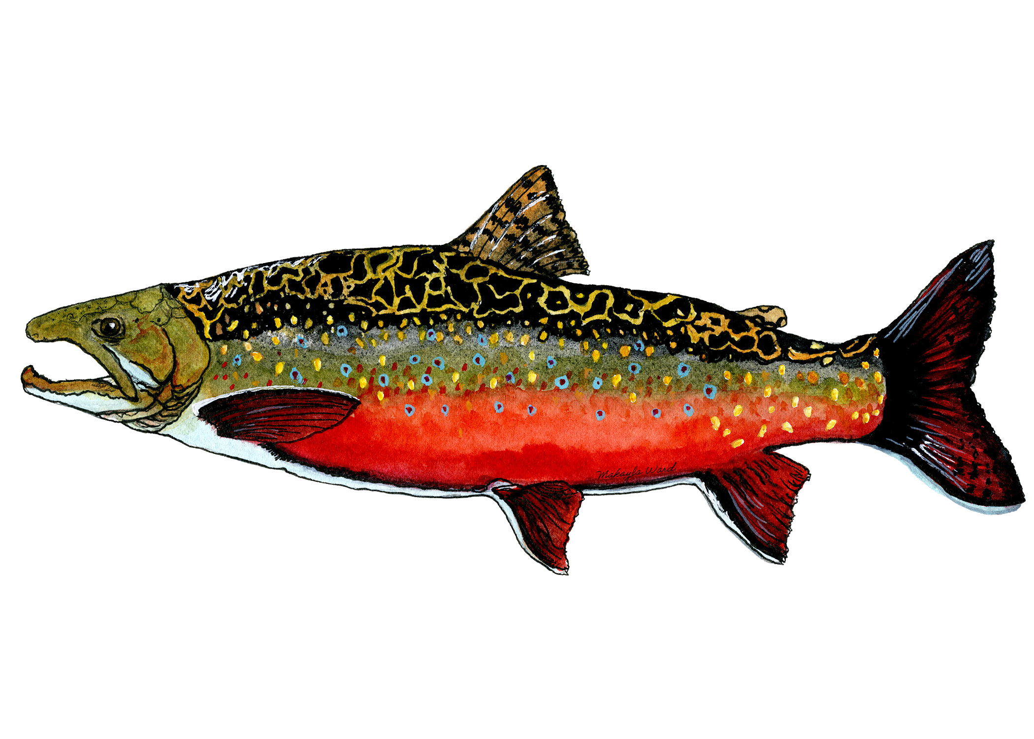 Bull Trout.png