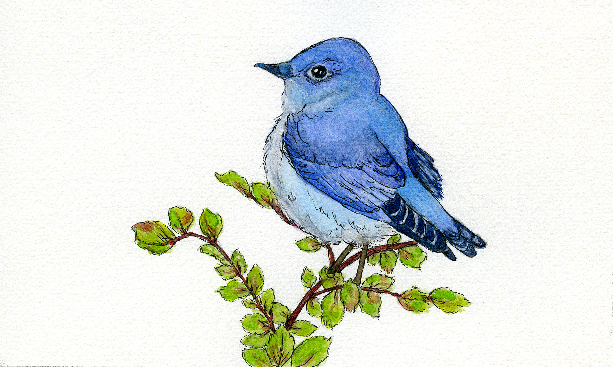 IMG_6527.PNG