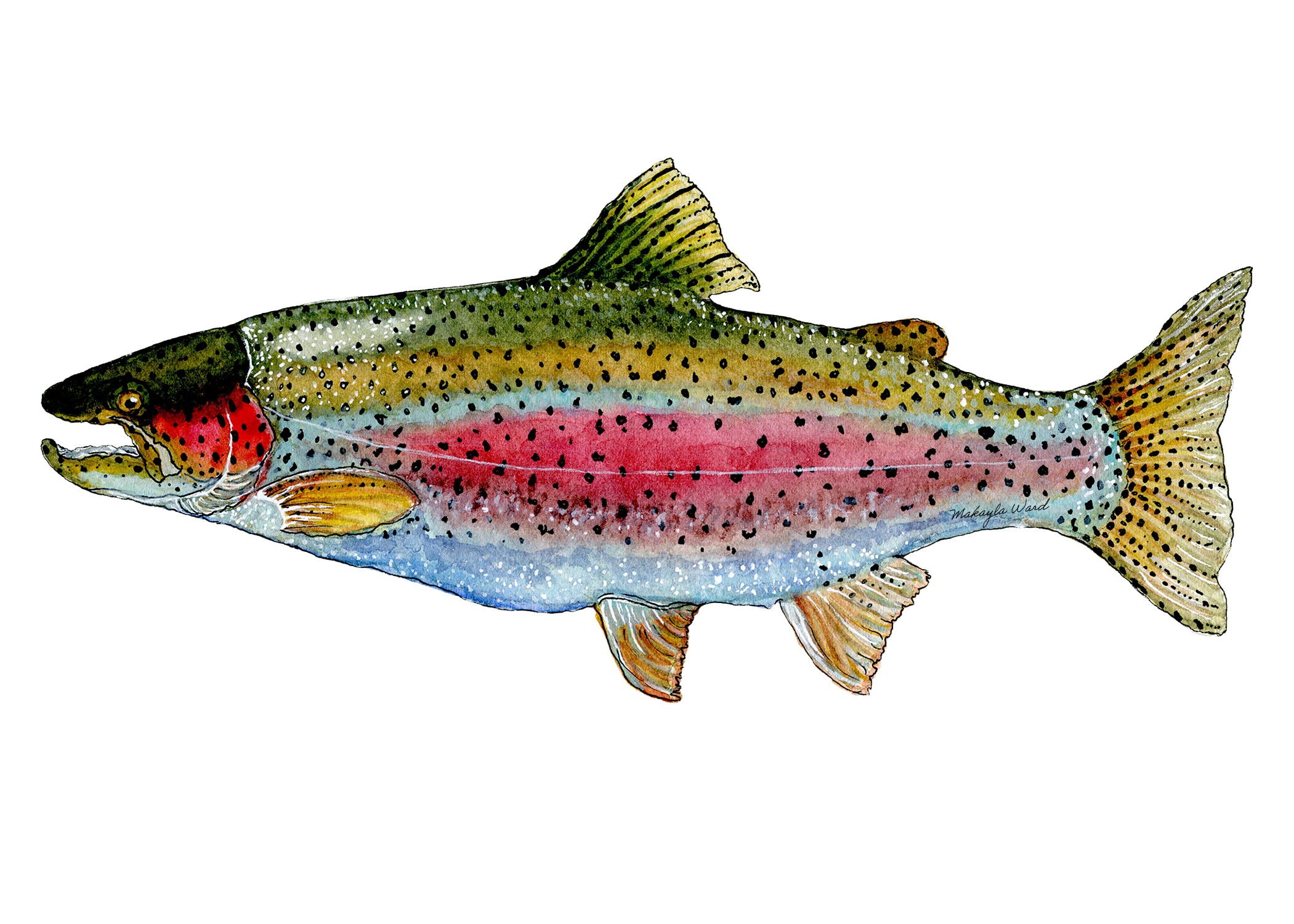 Rainbow Trout (1).png