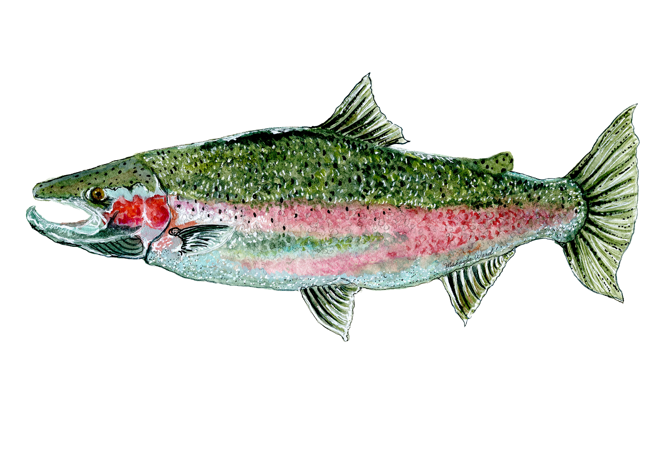 Steelhead.png