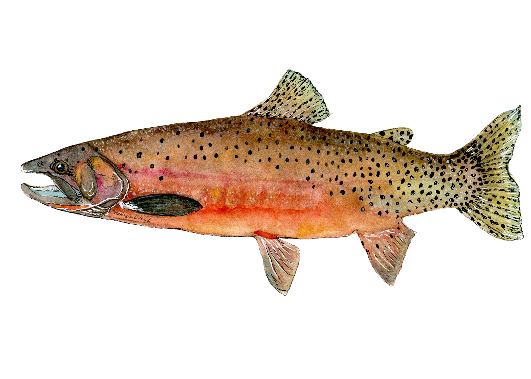 Westslope Cutthroat Trout.png