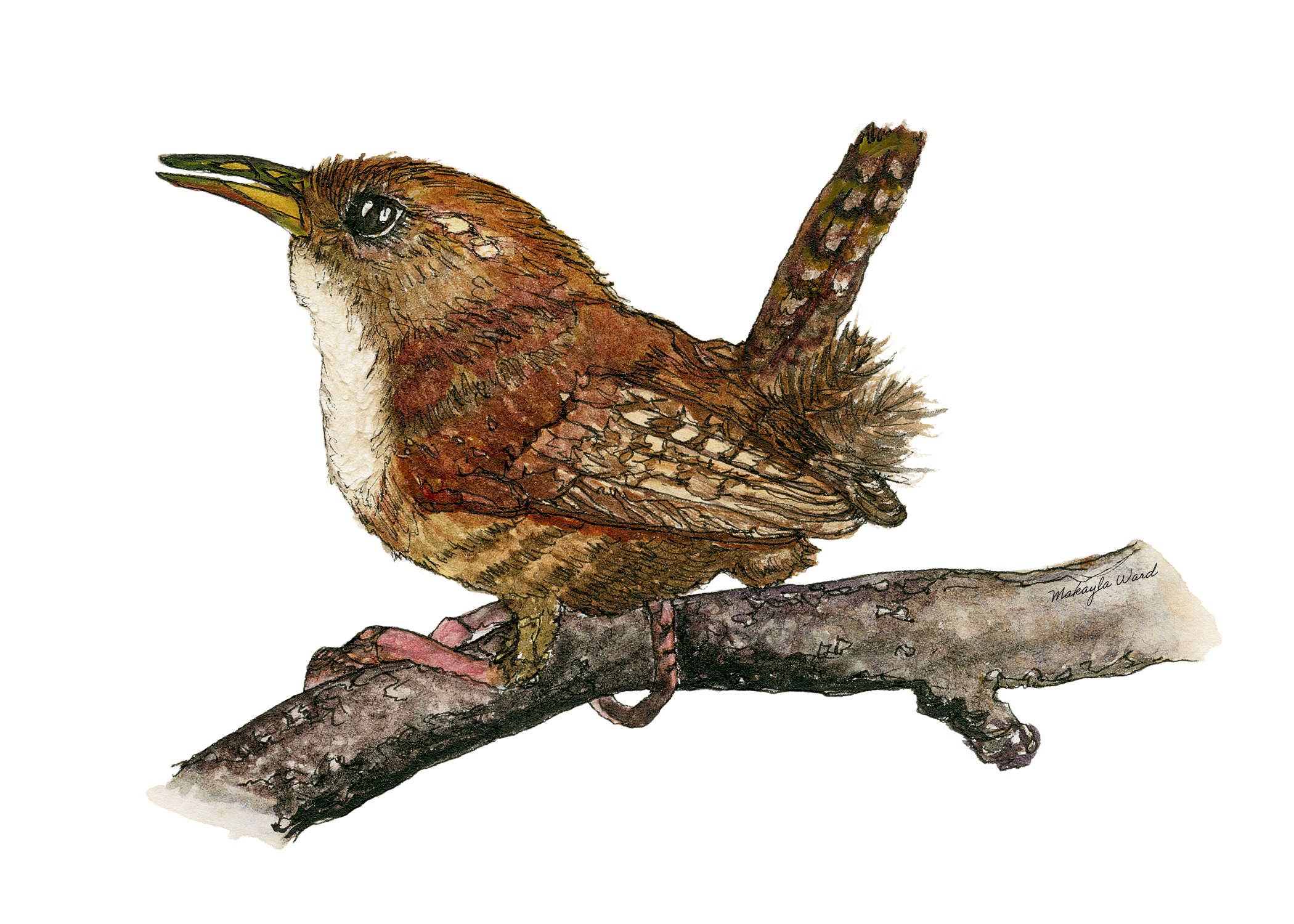 Canyon Wren.png