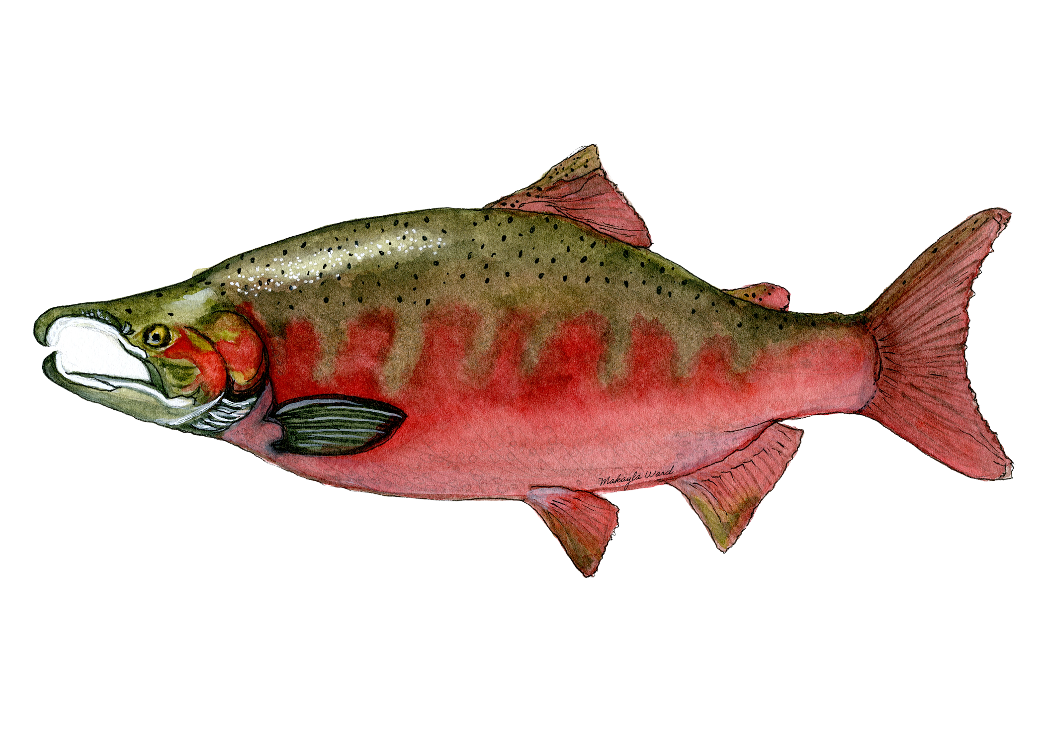 Sockeye Salmon.png