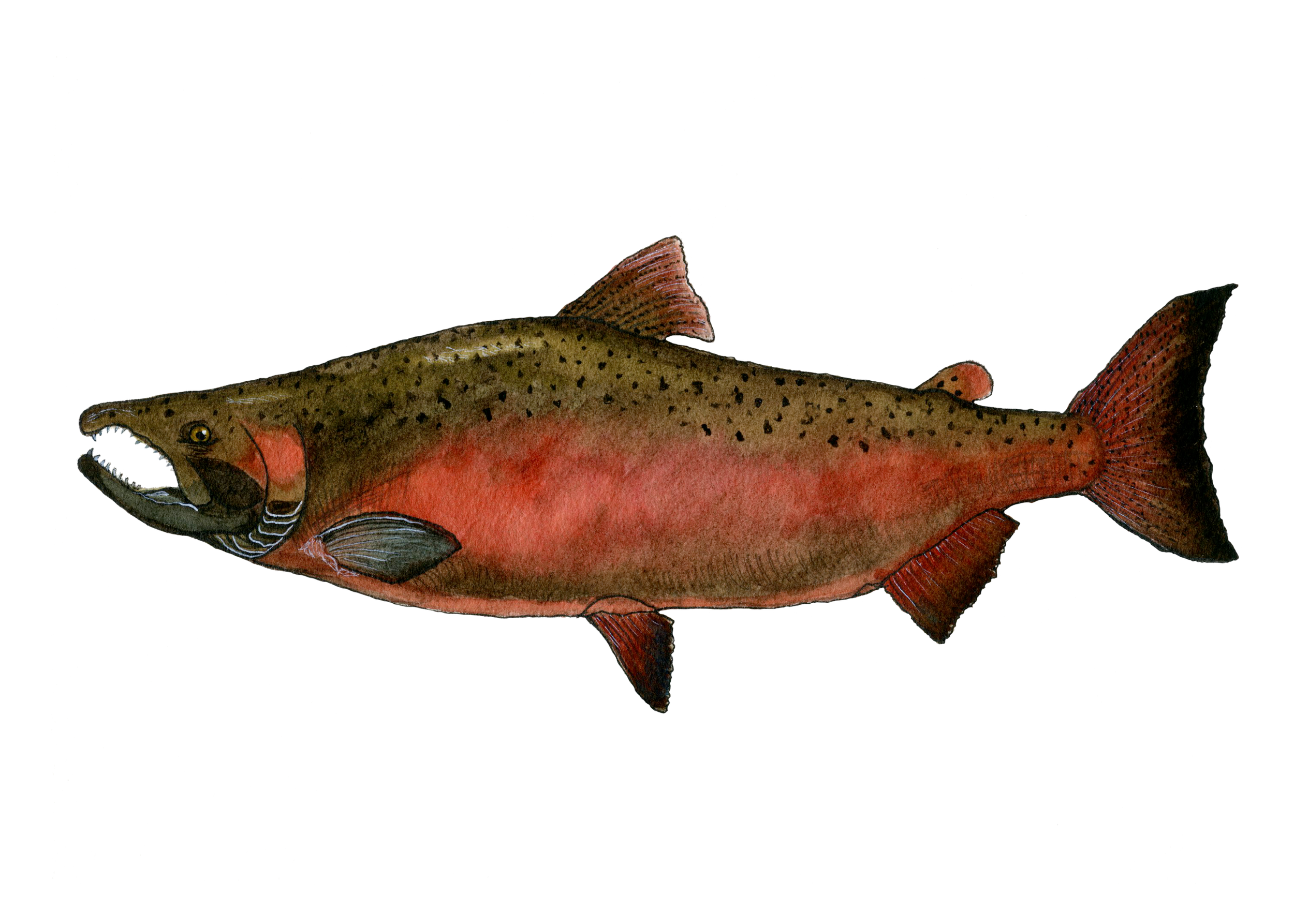 hoyt2026-107.png