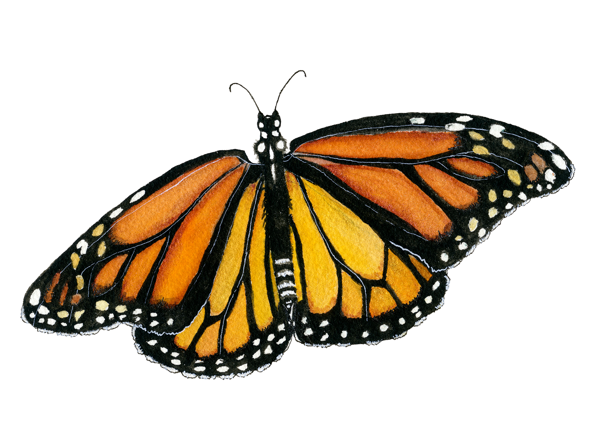hoyt007 western monarch 5x7.png