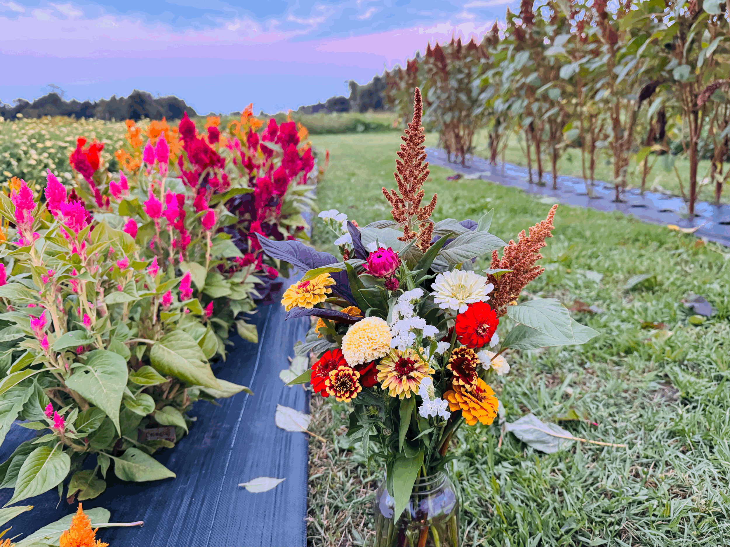 U-pick flower bouquet in flower rows at Northern Frost Farm