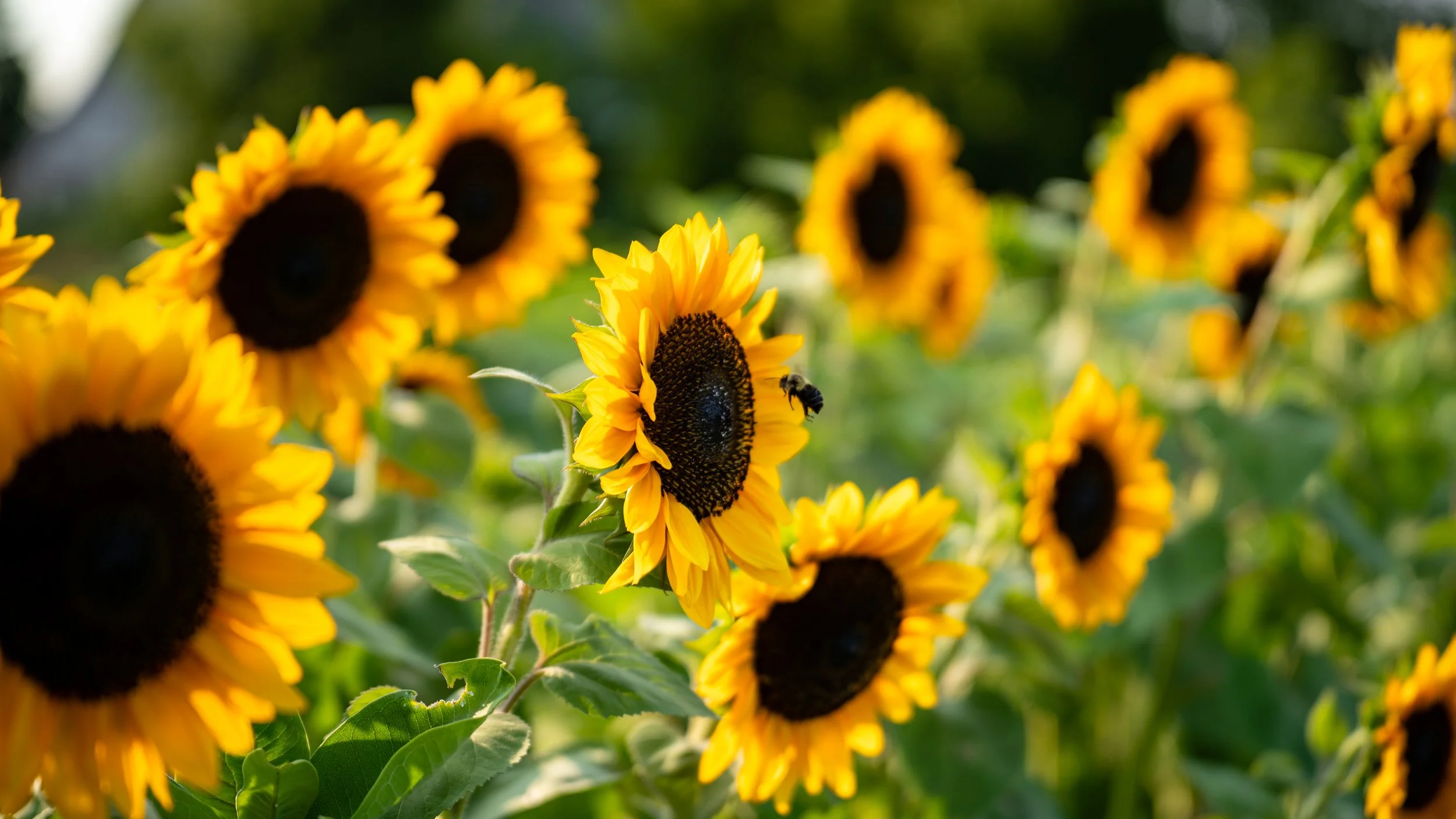 Sunflower rows for photography at Northern Frost Farm