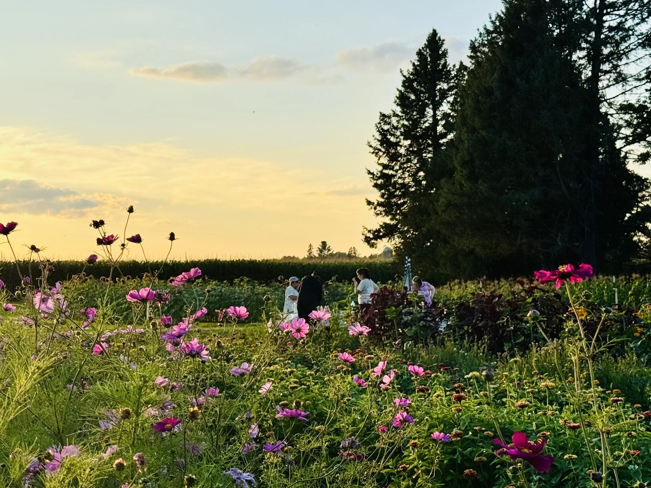 U-pick flower field at Northern Frost Farm