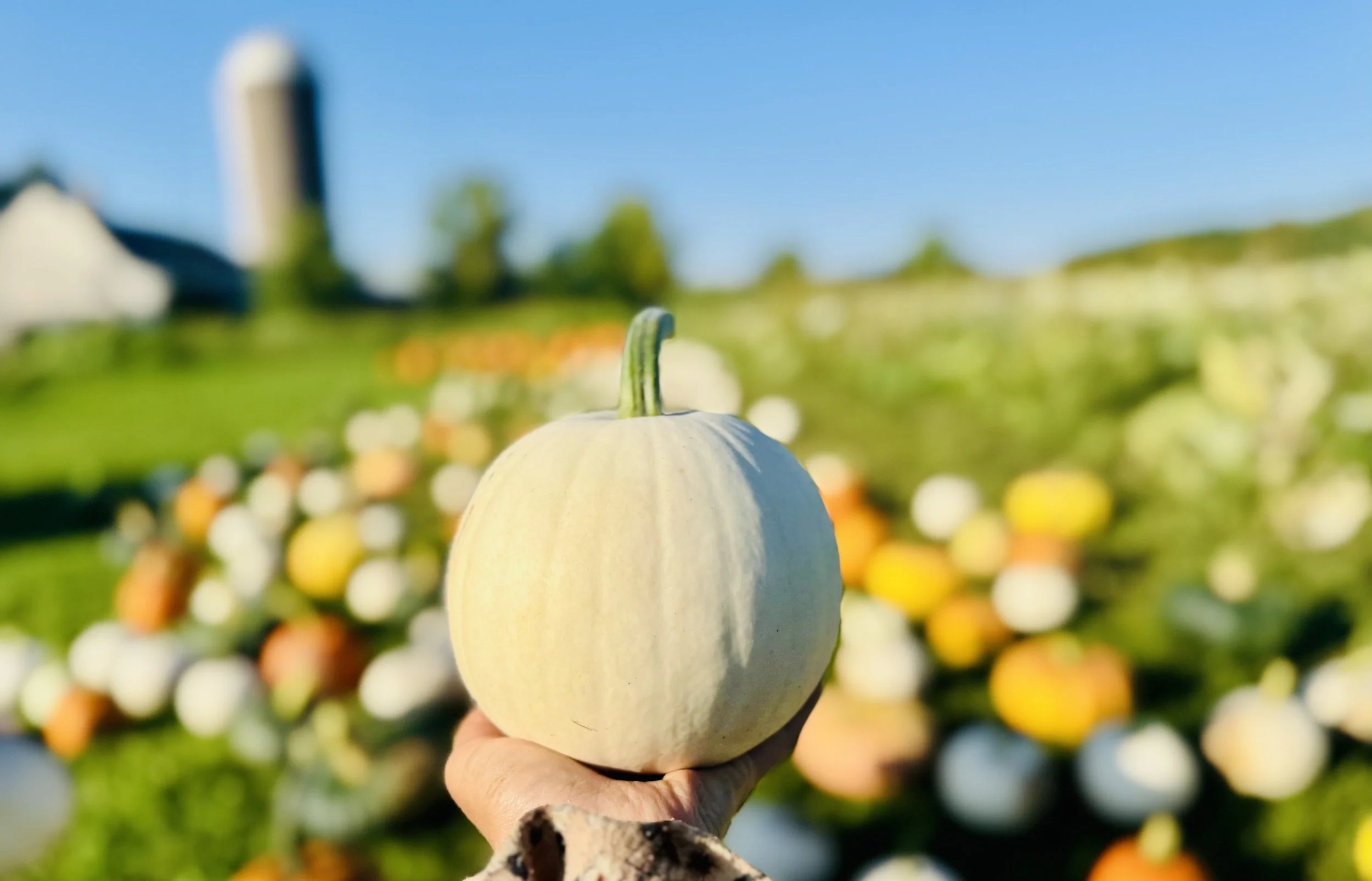 Northern Frost Farm pumpkin patch