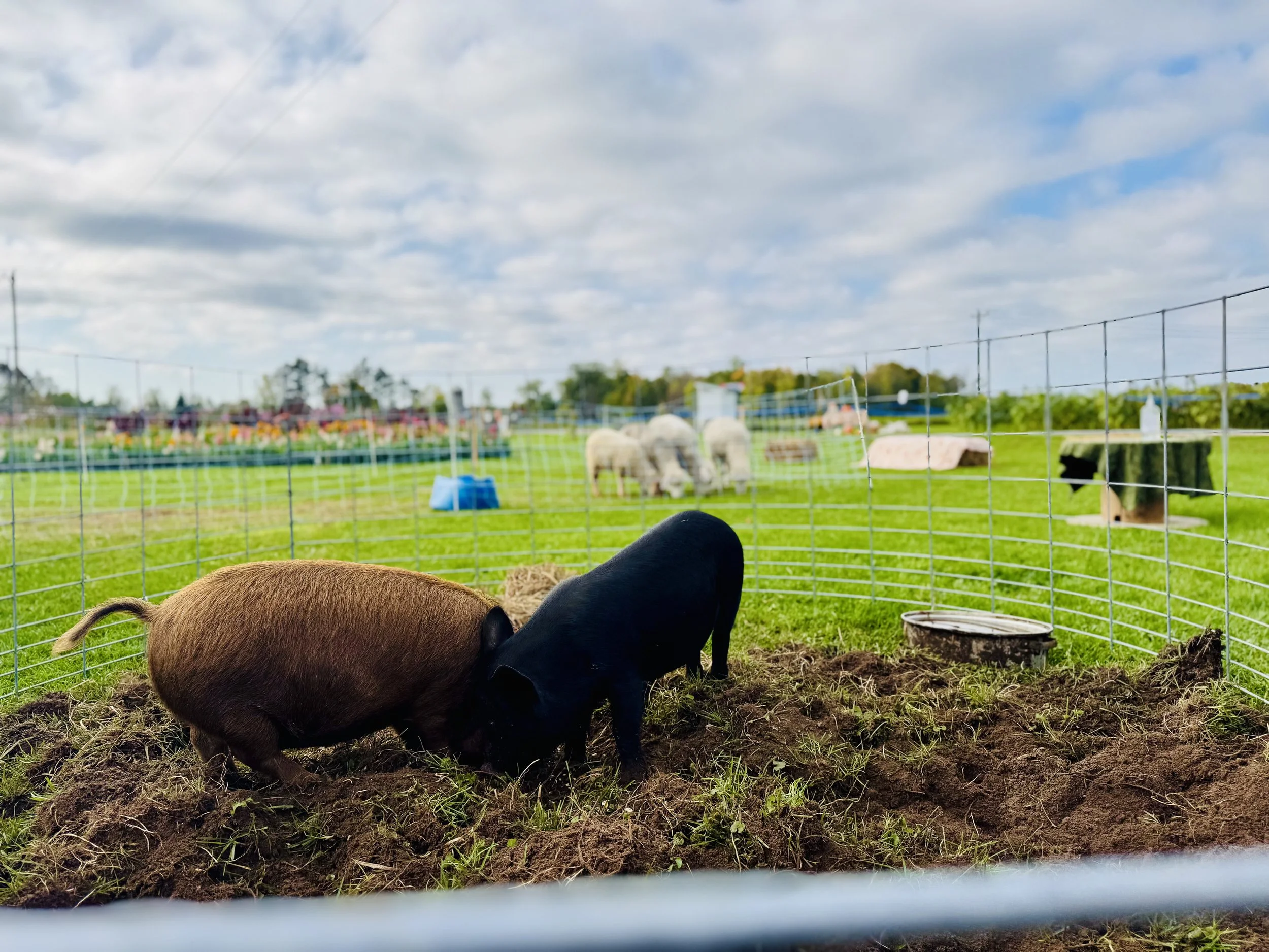 Pigs in farm scene at Northern WI flower farm