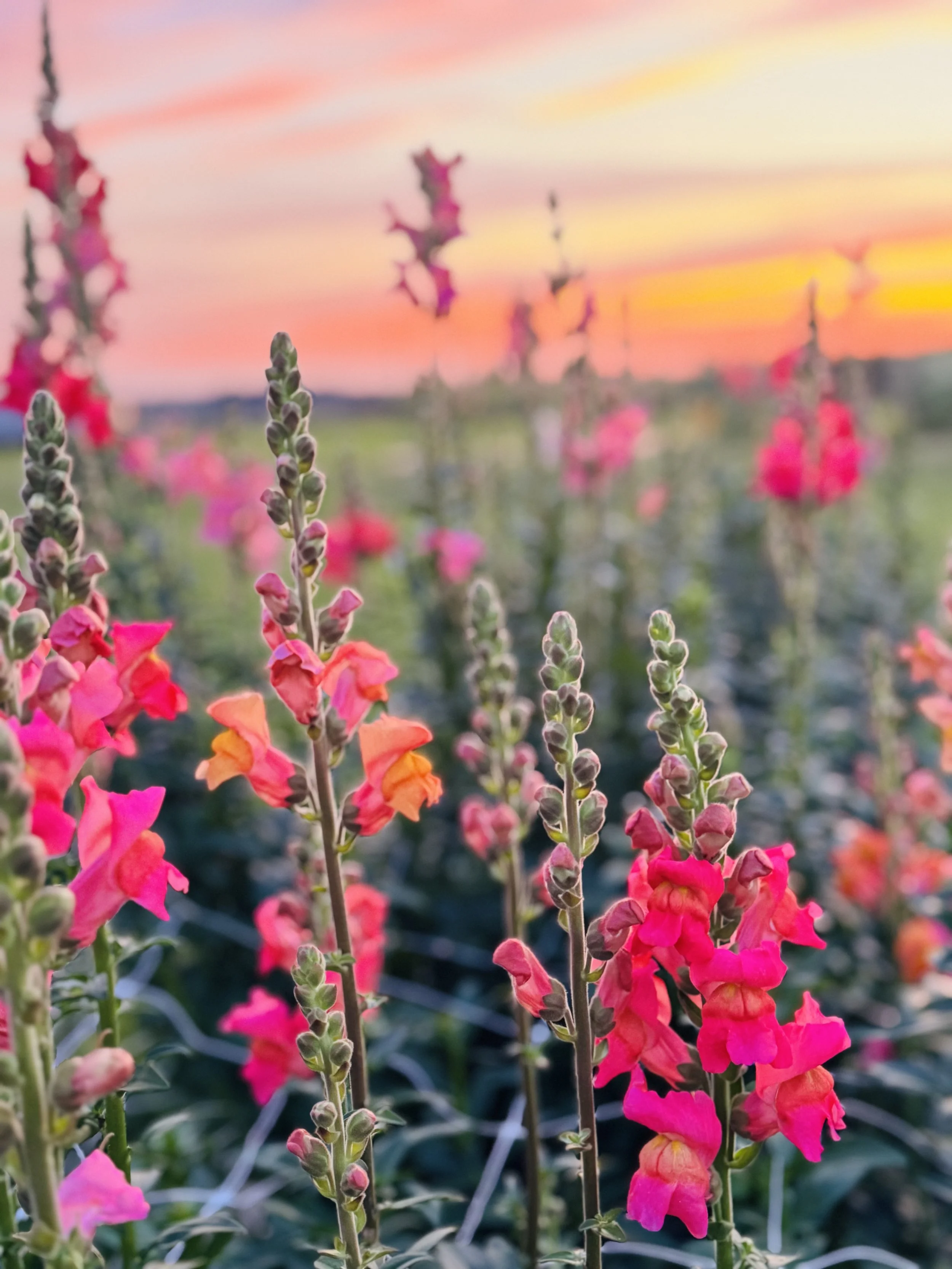 Close-up of pink and orange snapdragon flowers during sunset with a colorful sky in the background.