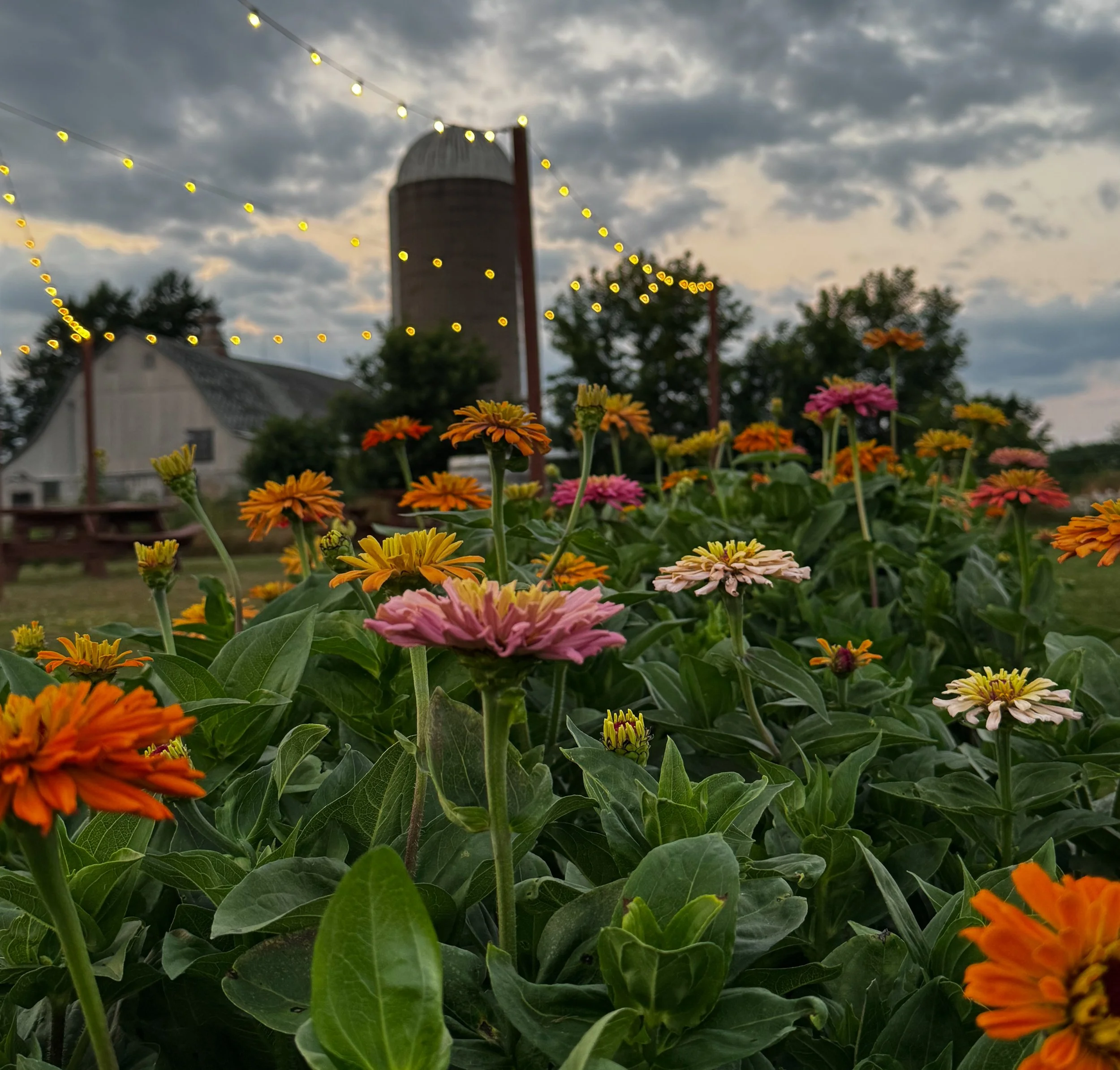 Northern Frost Farm u-pick flower farm