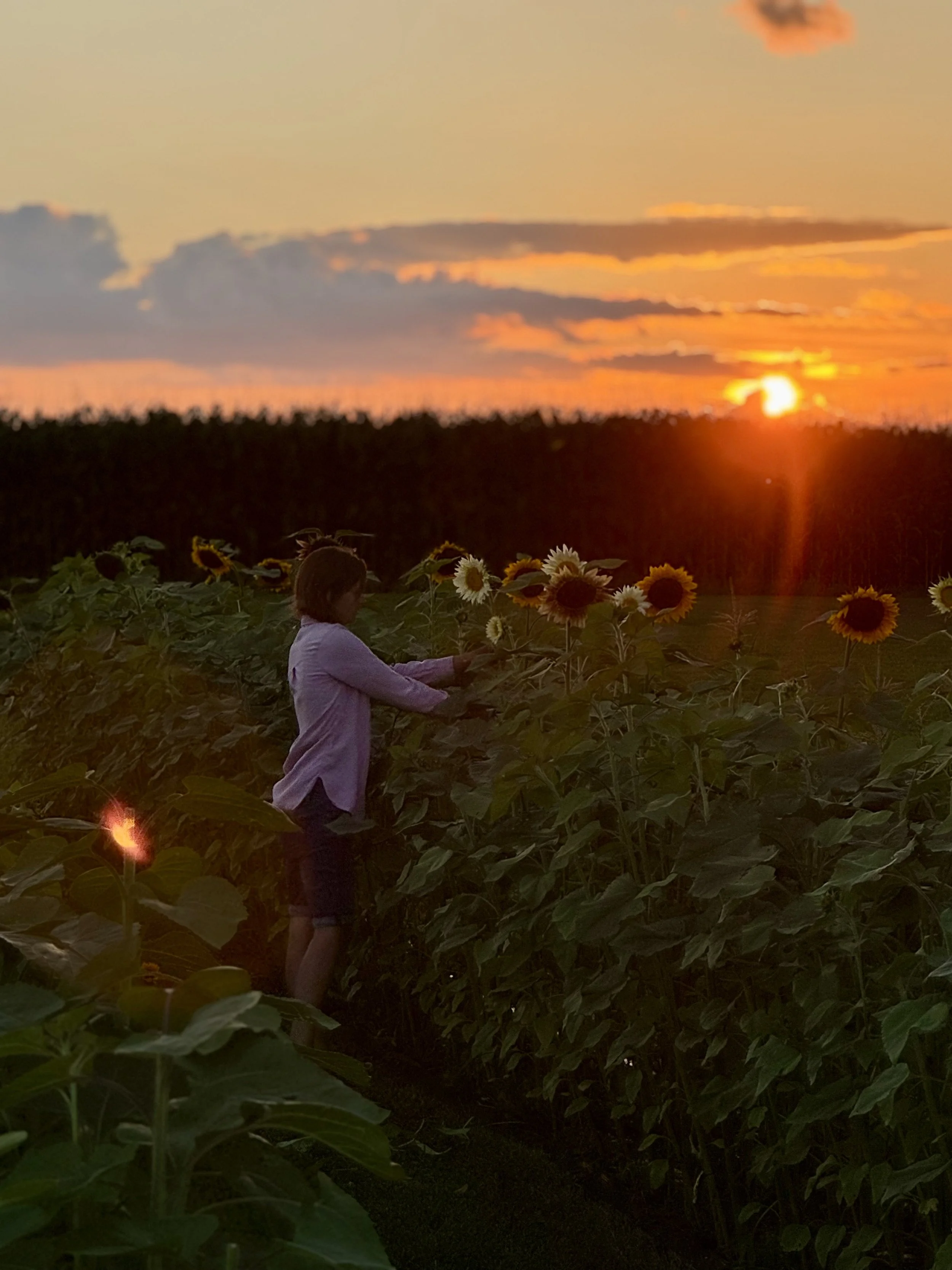 A person standing among sunflower plants with the setting sun on the horizon, casting an orange glow in the sky.