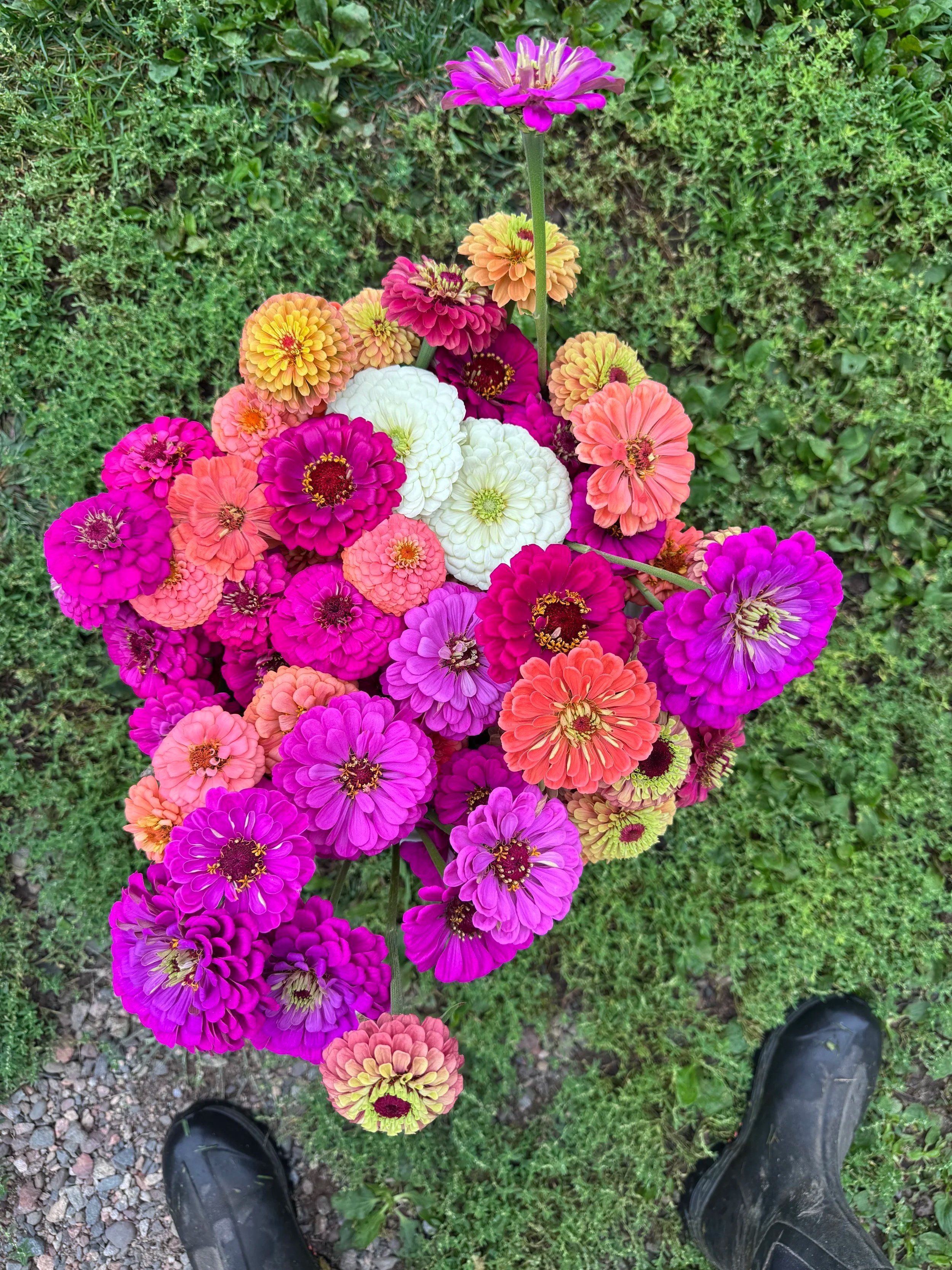Zinnia bulk flower bucket