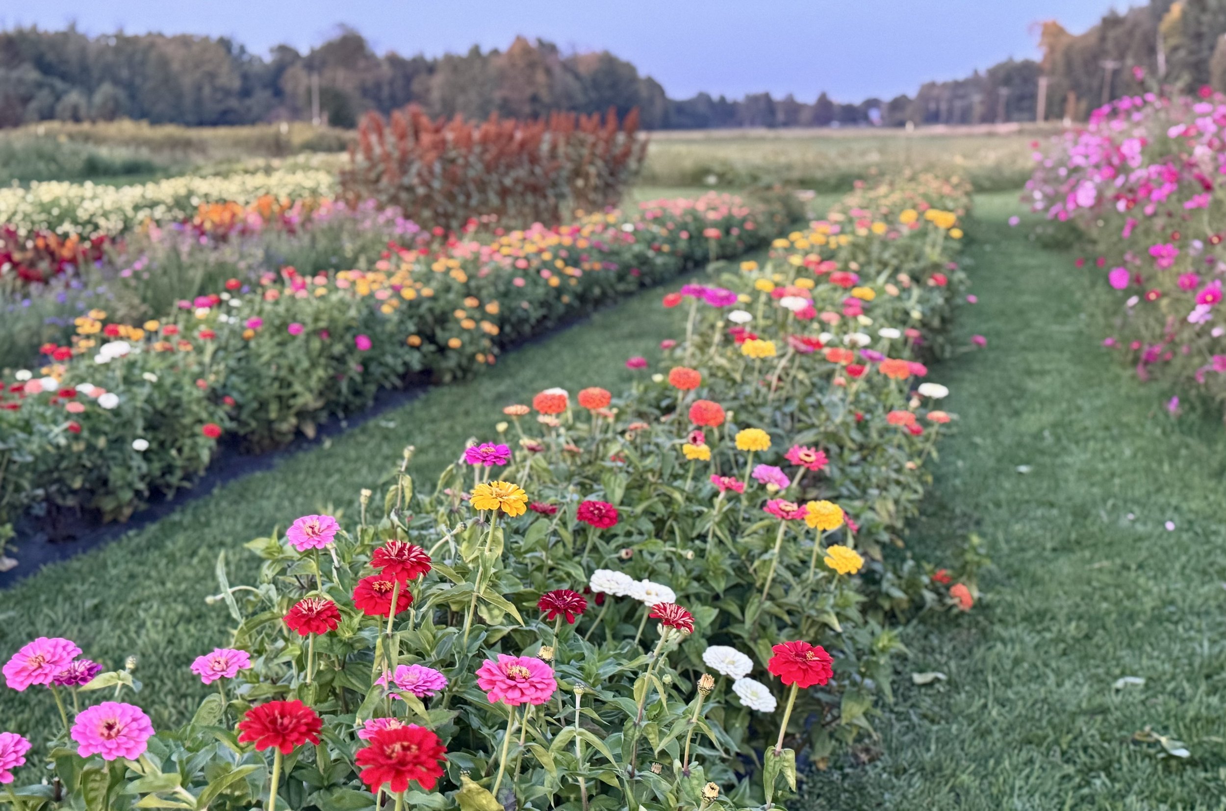 Colorful u-pick flower rows
