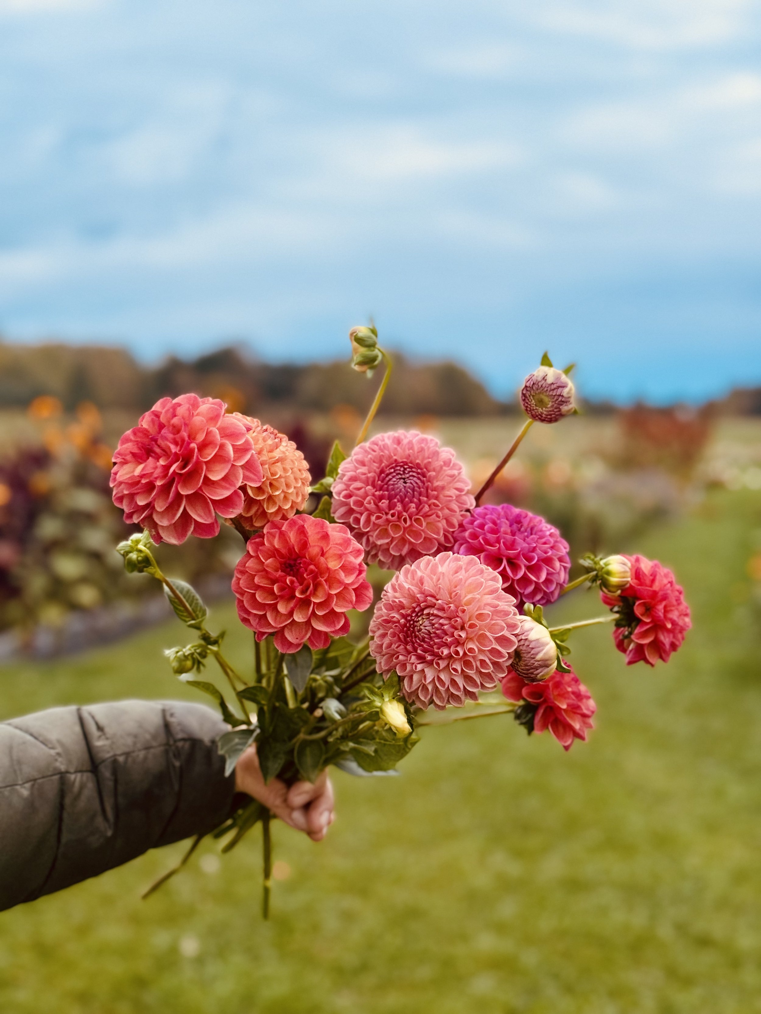 Dahlia bouquet 