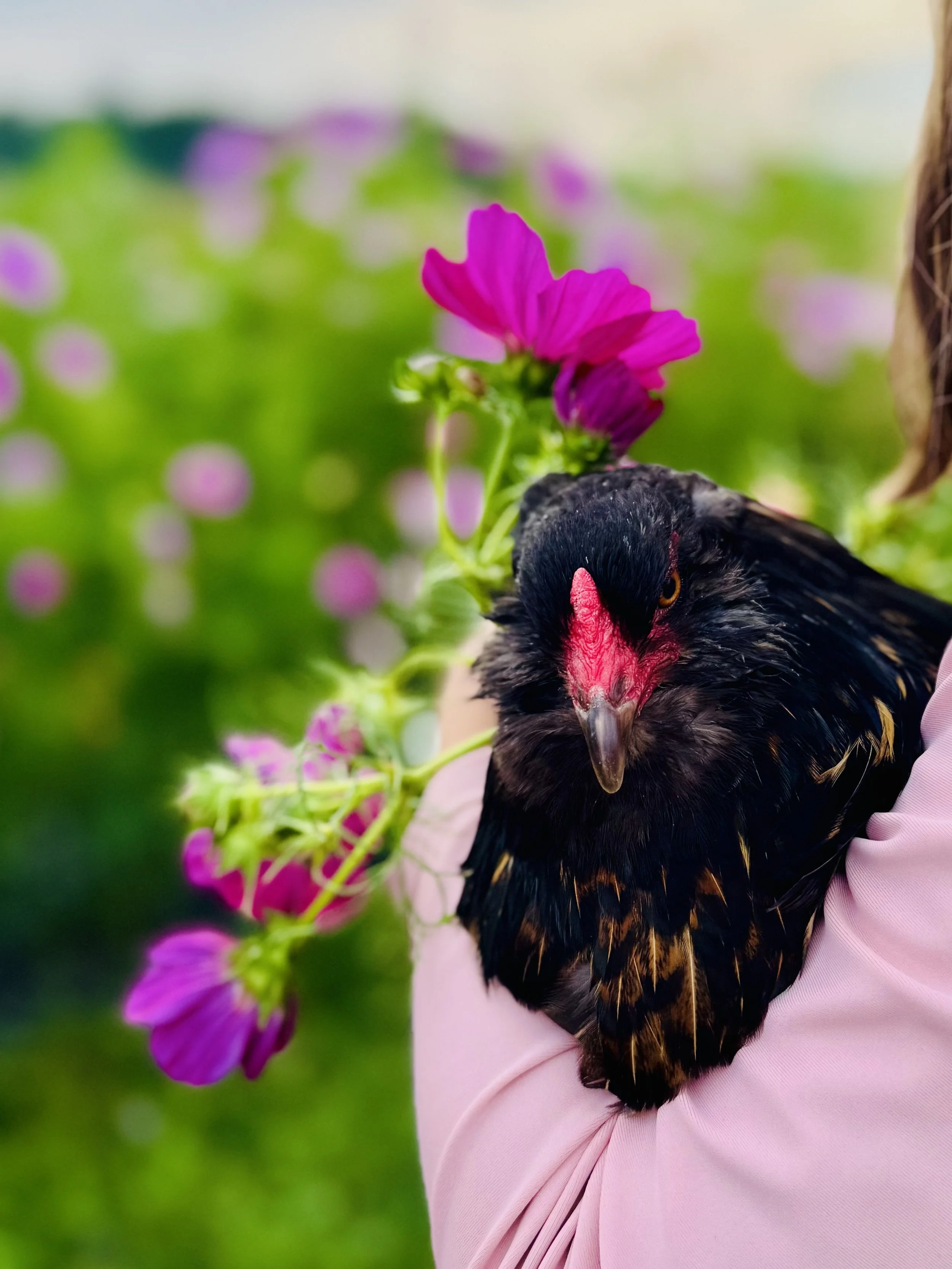 Farm animals at Phillips, WI flower farm