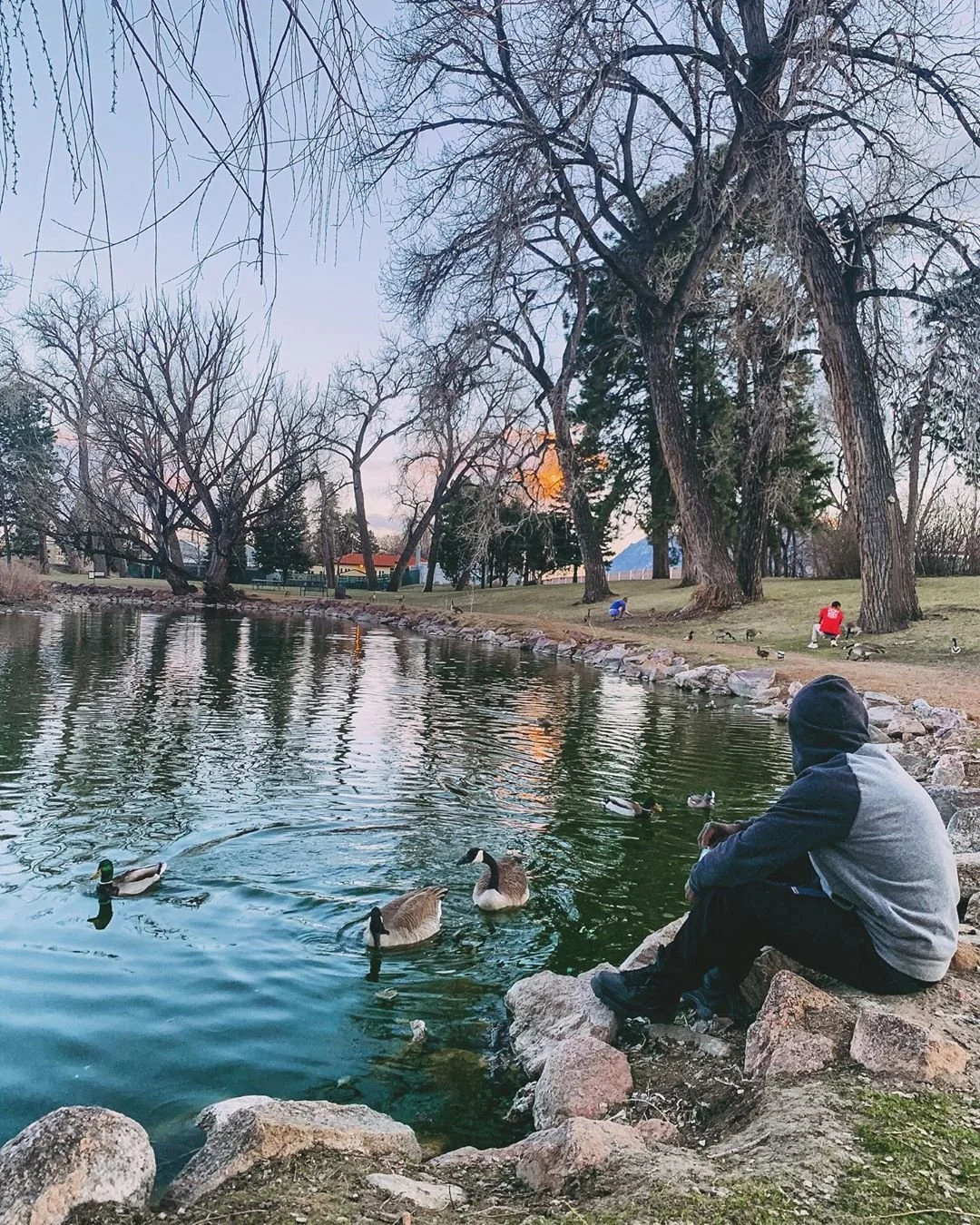 A person sitting on rocks near a pond, feeding ducks and geese with tall, leafless trees on the shoreline, and a partly cloudy sky during late afternoon or early evening.